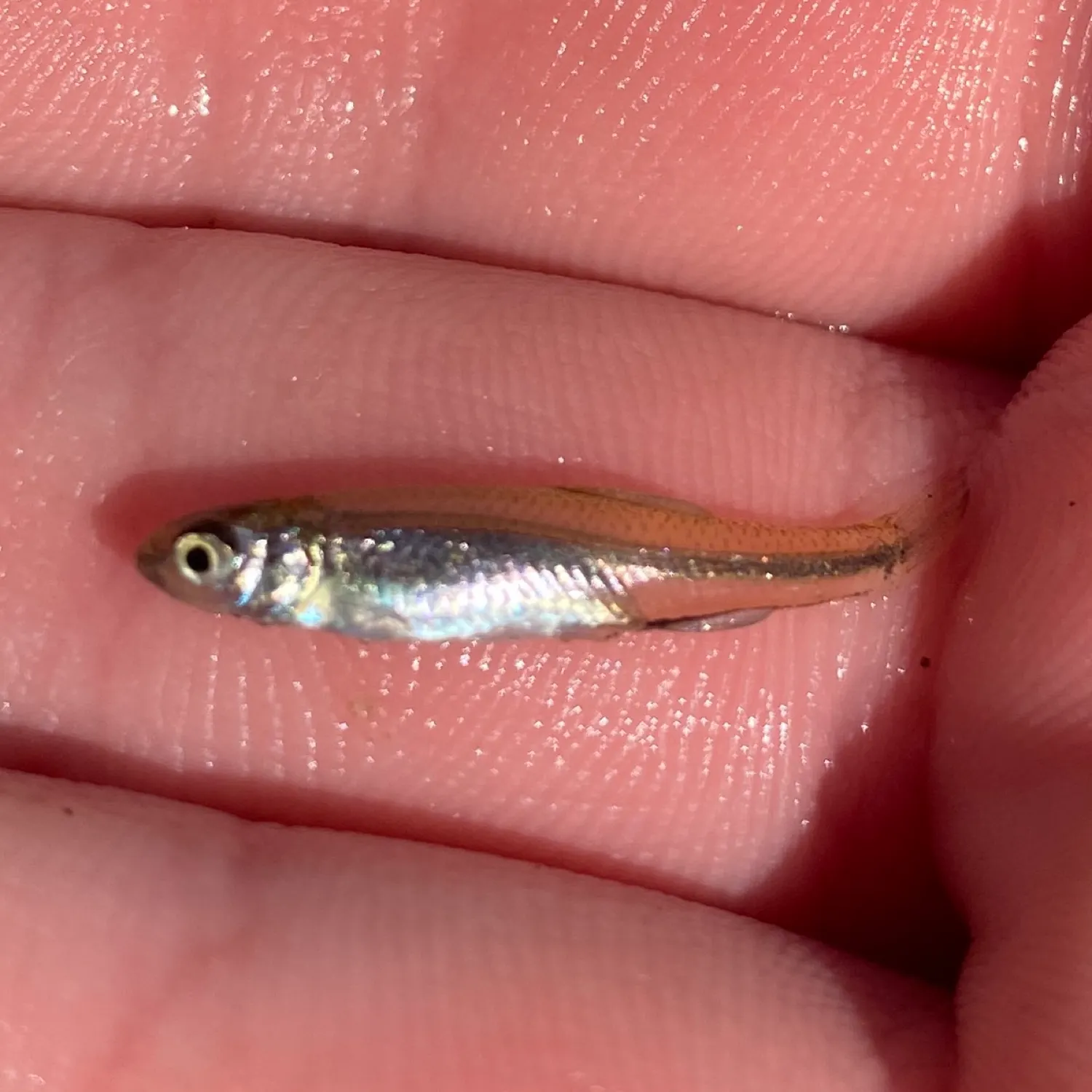 The most recent Sand shiner catches on Fishbrain