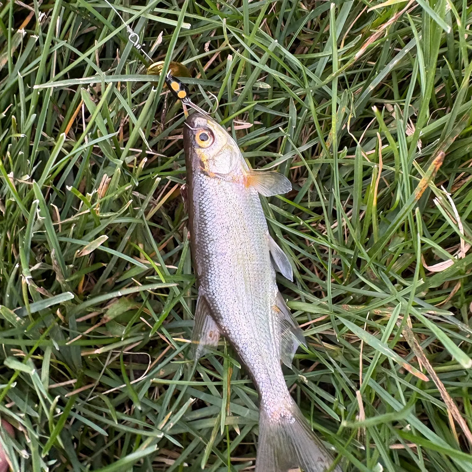 The most recent Redside shiner catches on Fishbrain