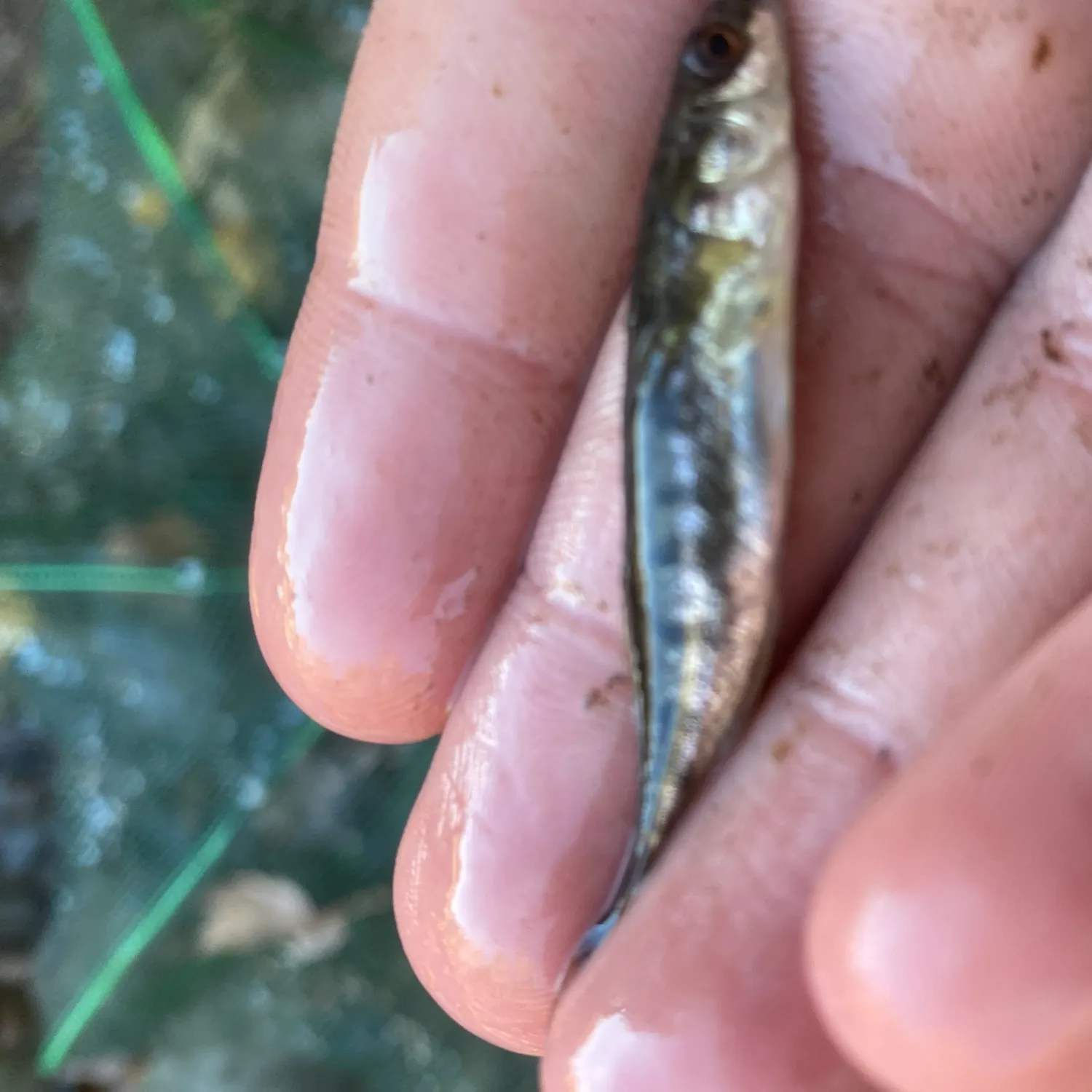 The most recent Ninespine stickleback catches on Fishbrain