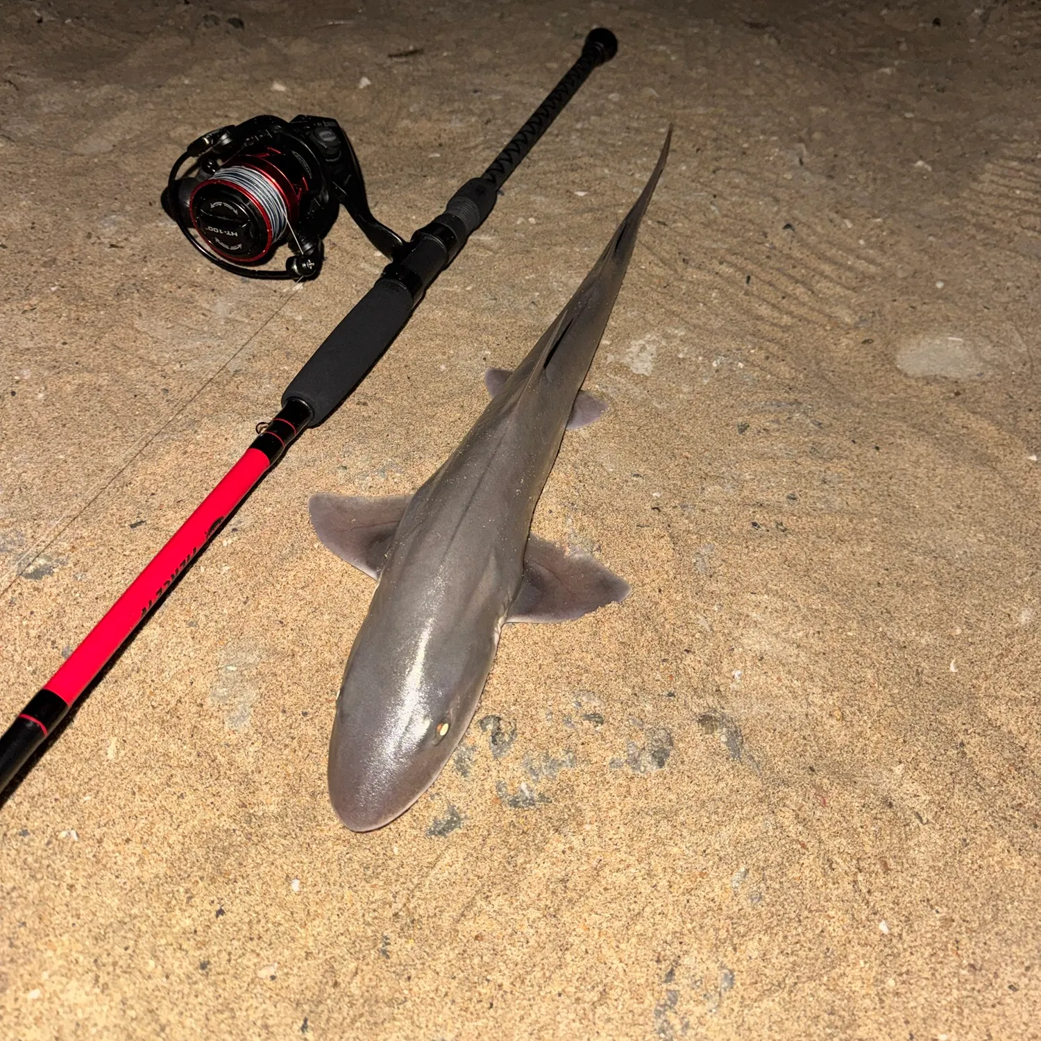 Grey smooth-hound caught on Fishbrain