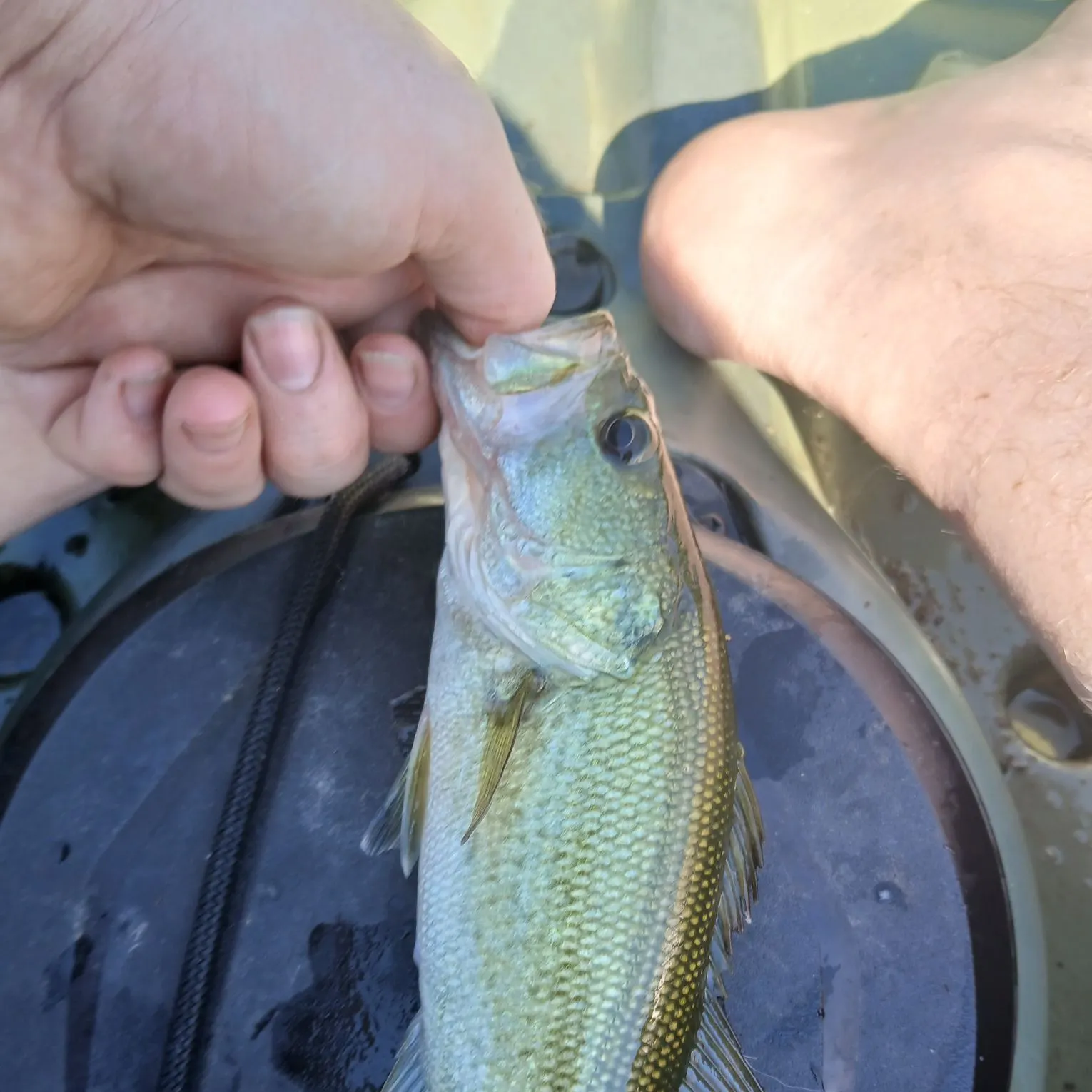 Spotted bass caught on Fishbrain