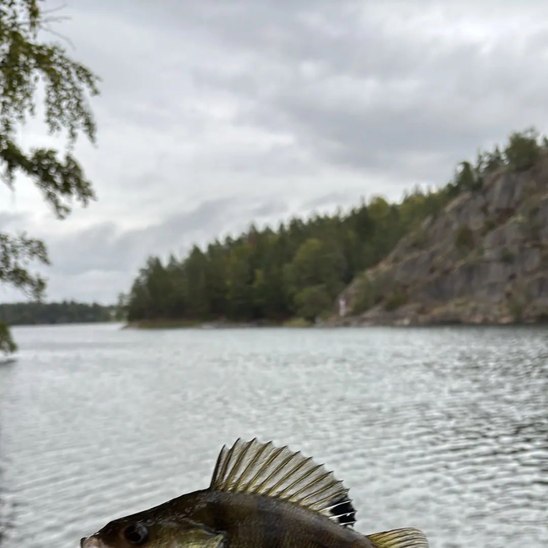 European perch caught on Fishbrain