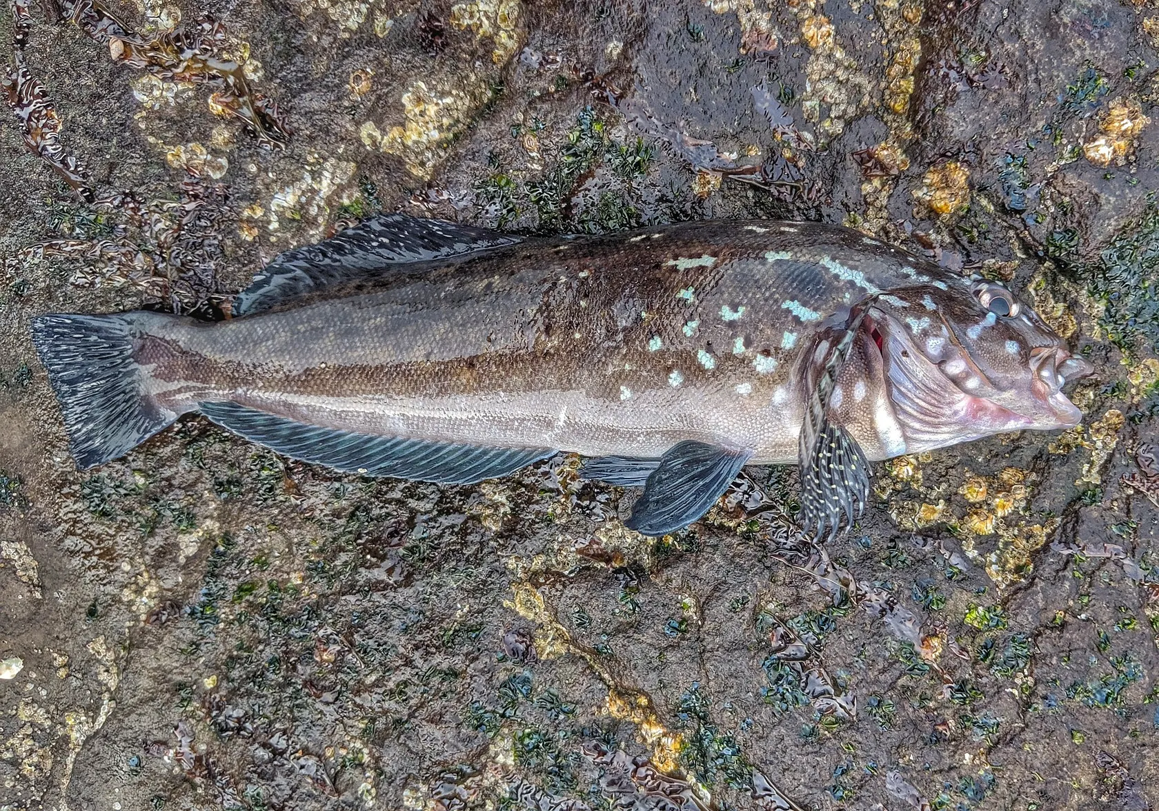 Kelp greenling