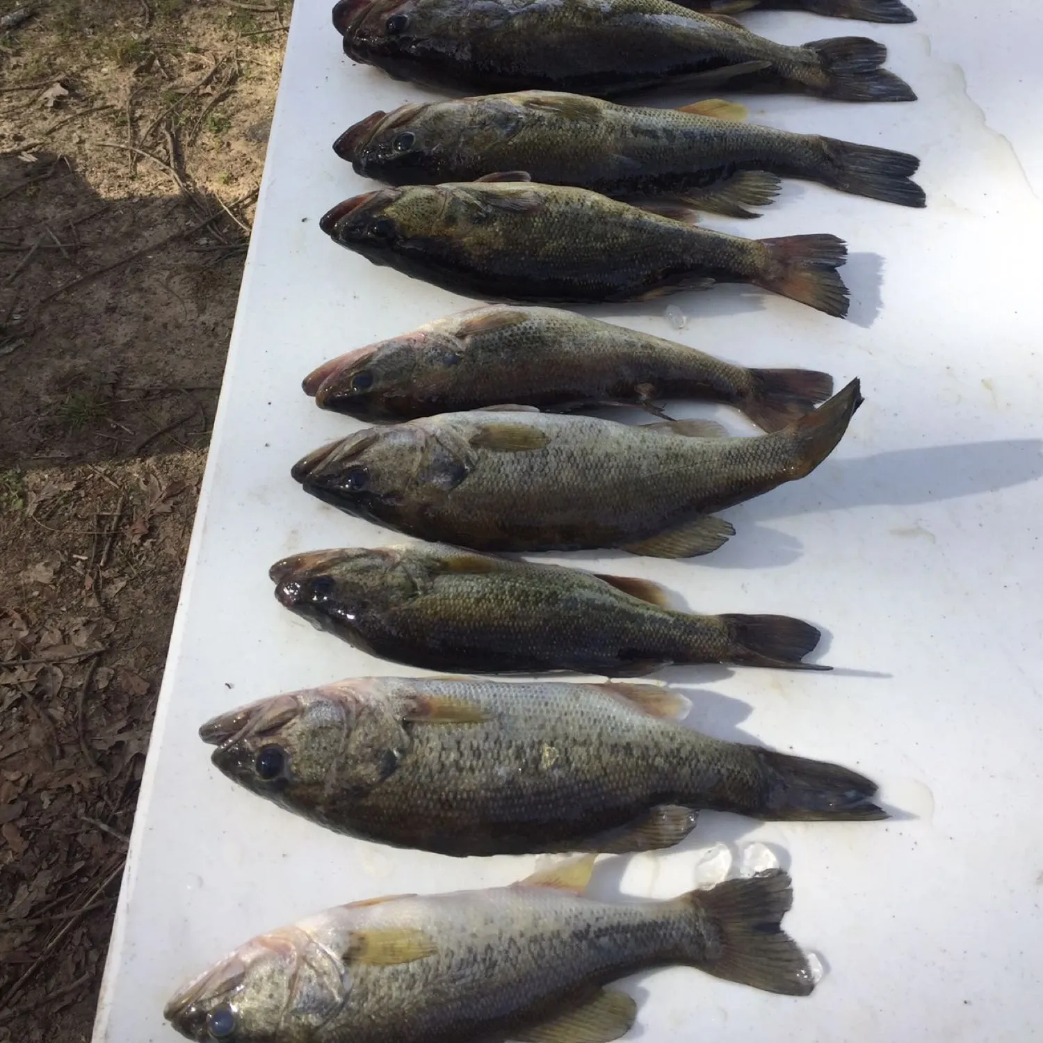 recently logged catches