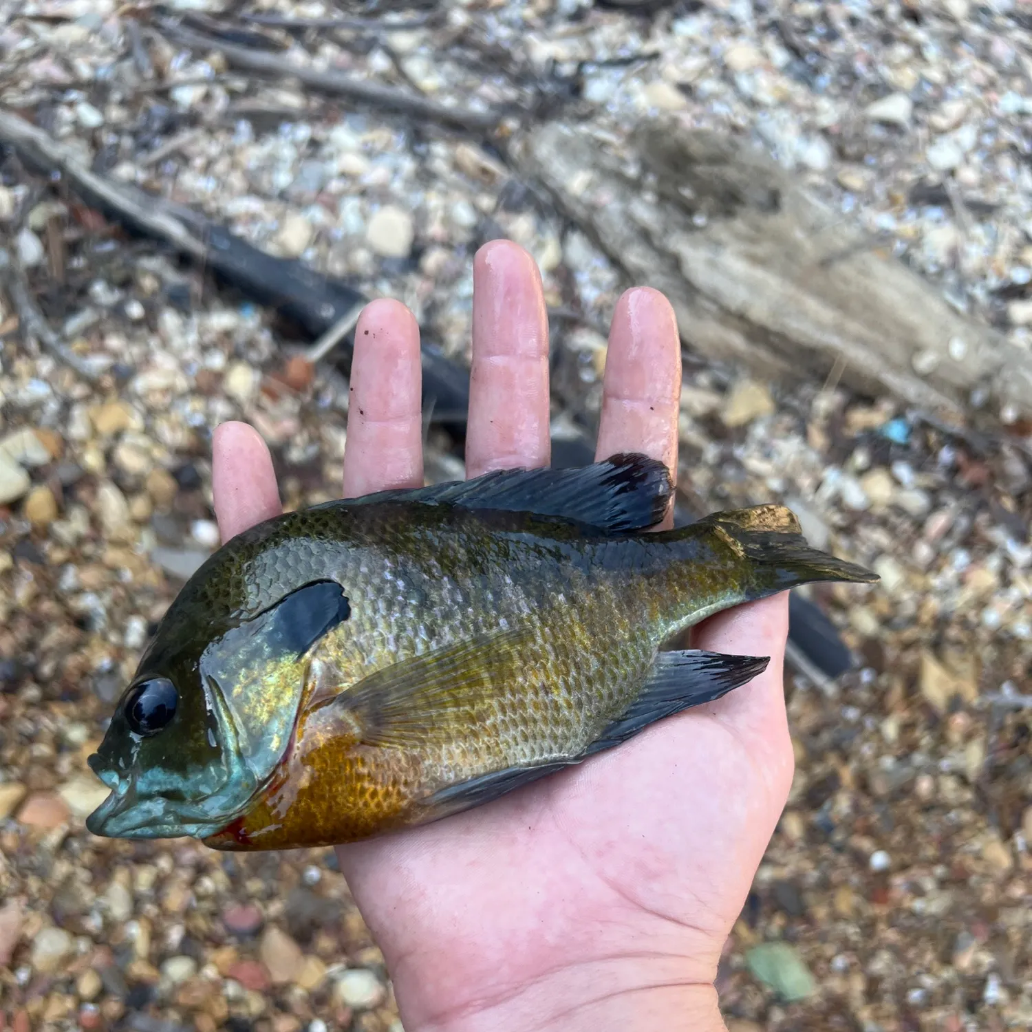 Bluegill caught on Fishbrain