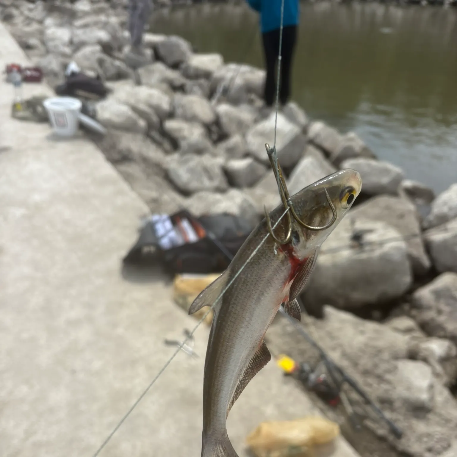 The most recent American gizzard shad catches on Fishbrain