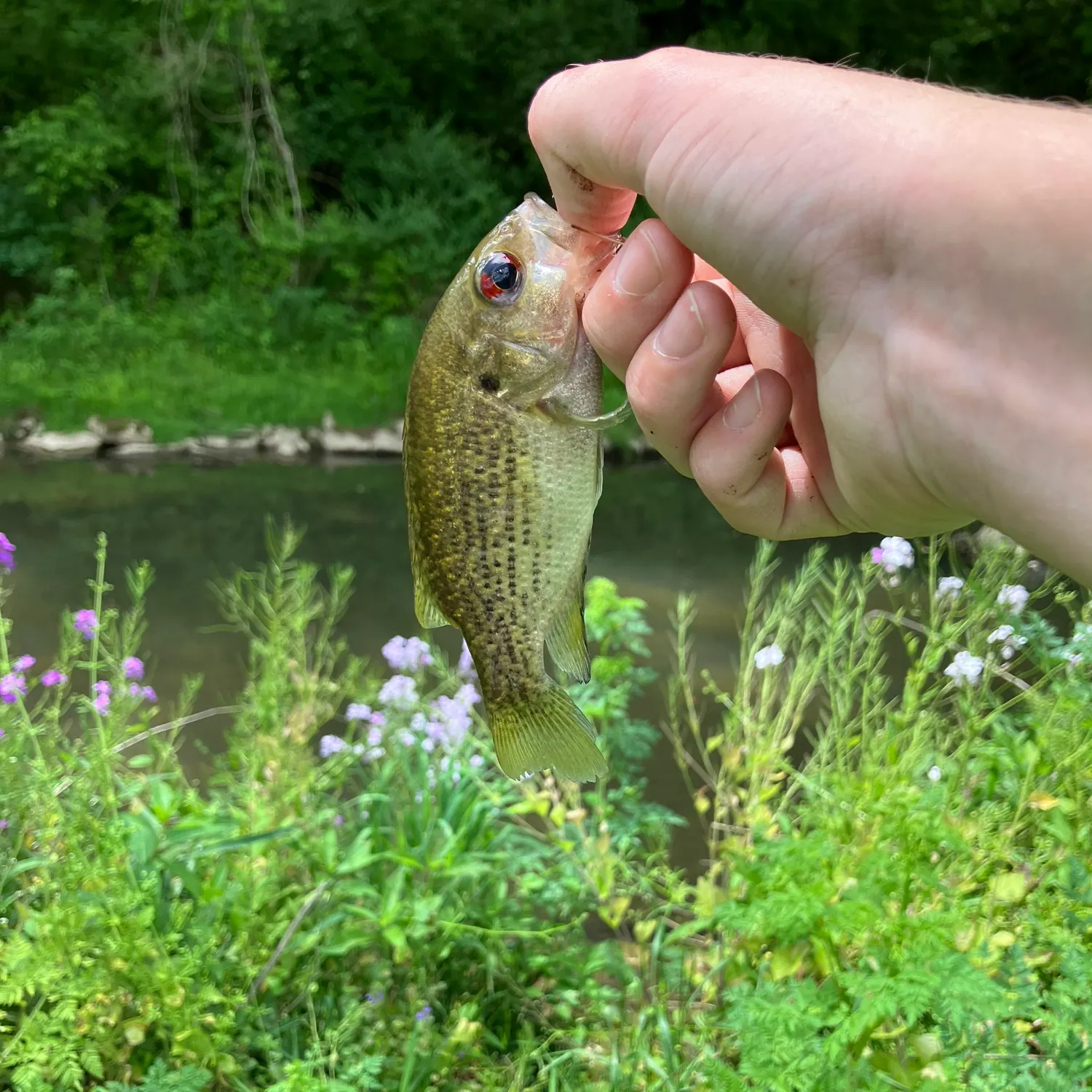 The most recent Rock bass catches on Fishbrain