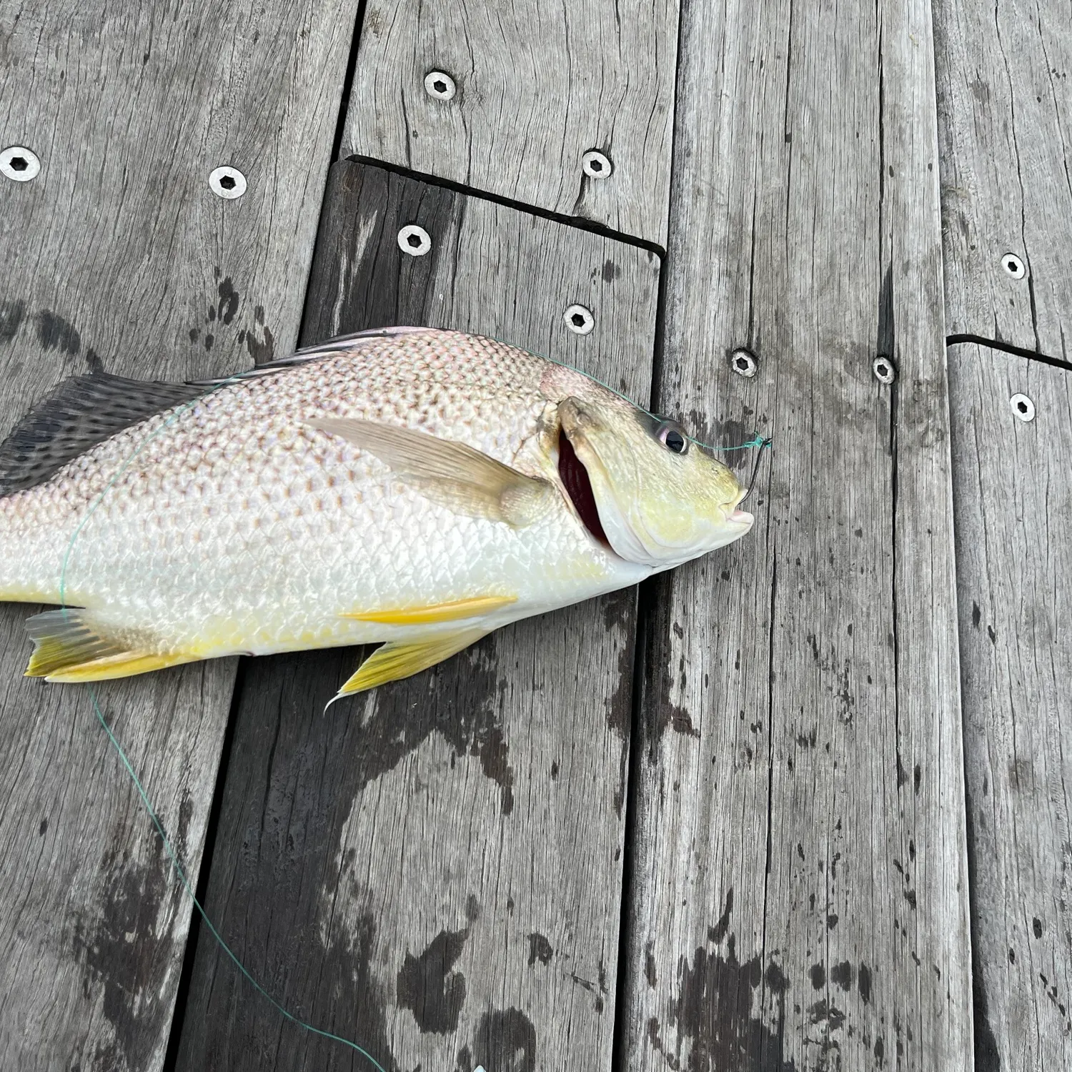 Surf bream caught on Fishbrain