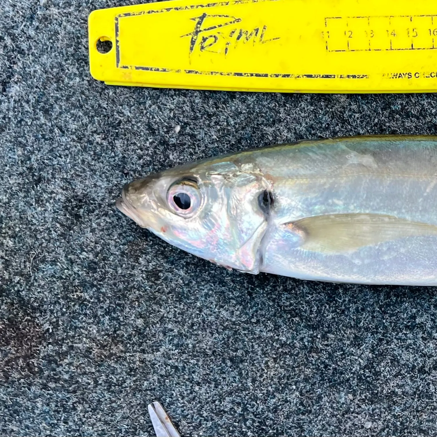 most liked catch image