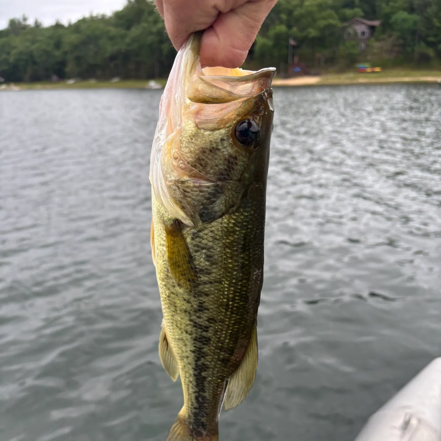 angler catch