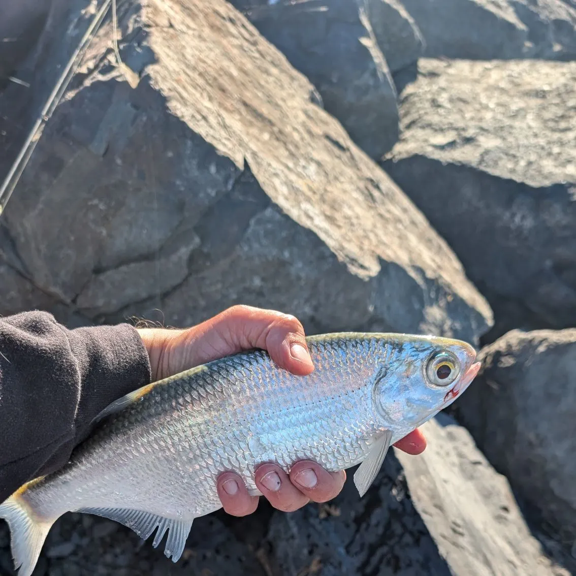 Mooneye caught on Fishbrain