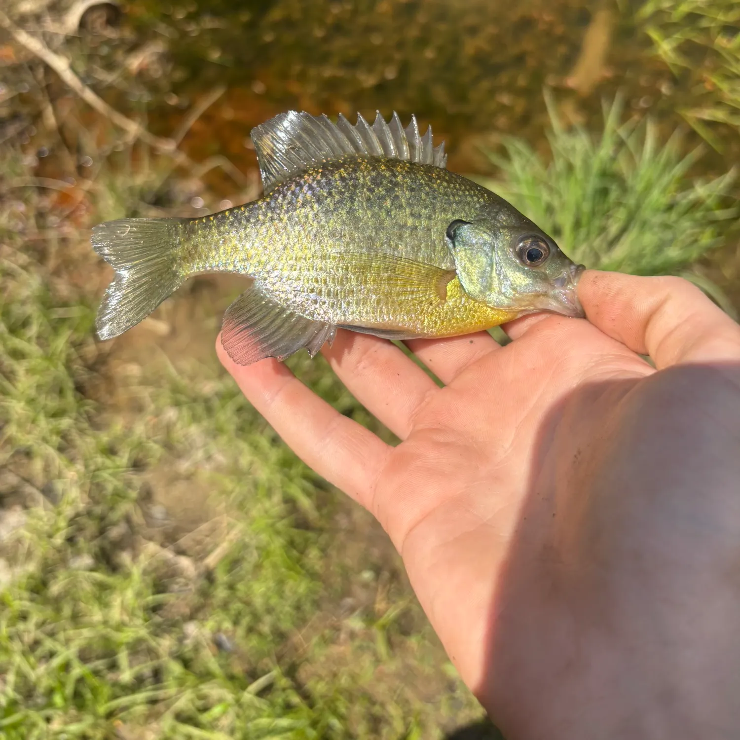 most liked catch image