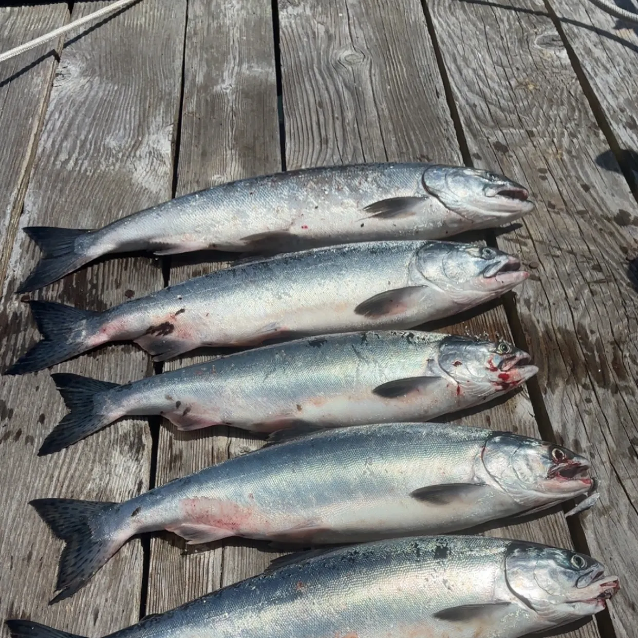 recently logged catches