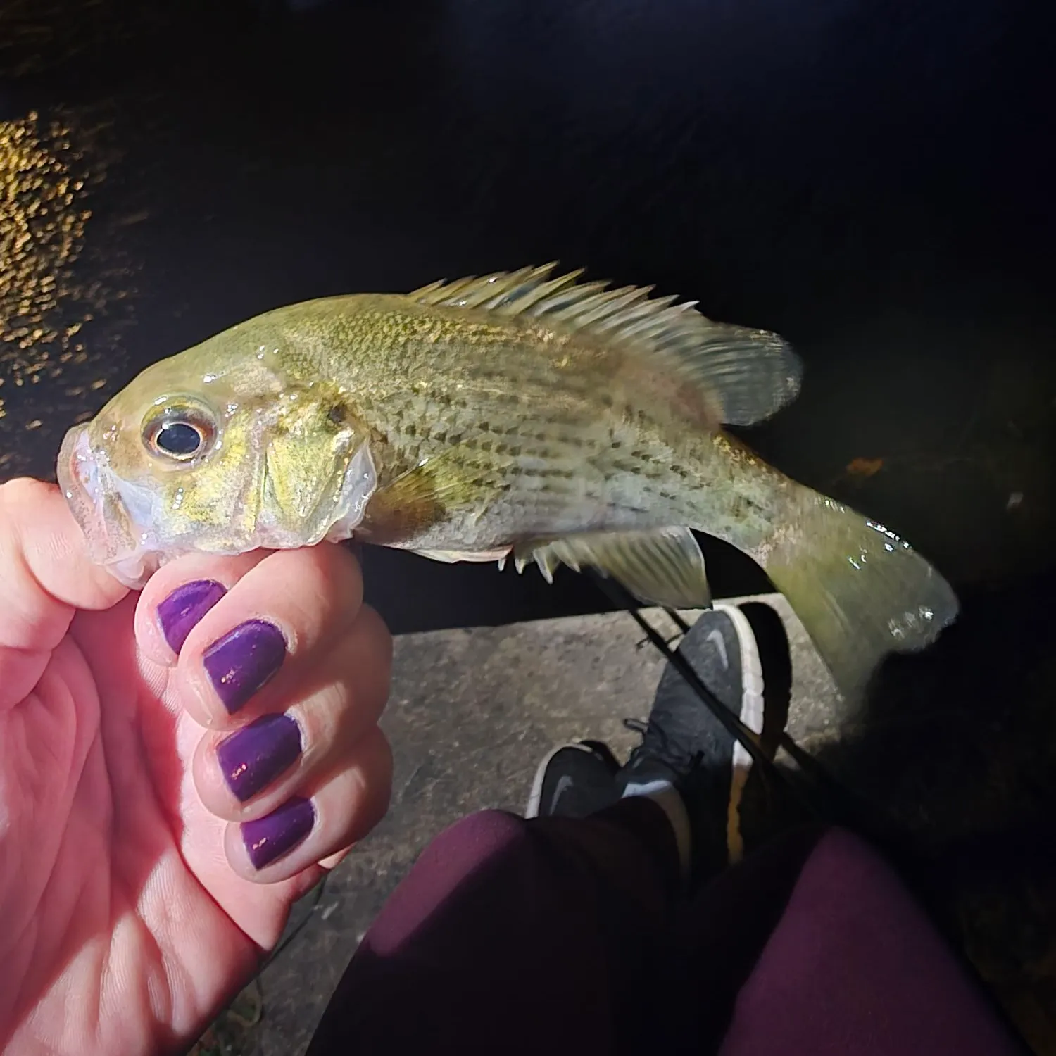 Rock bass caught on Fishbrain