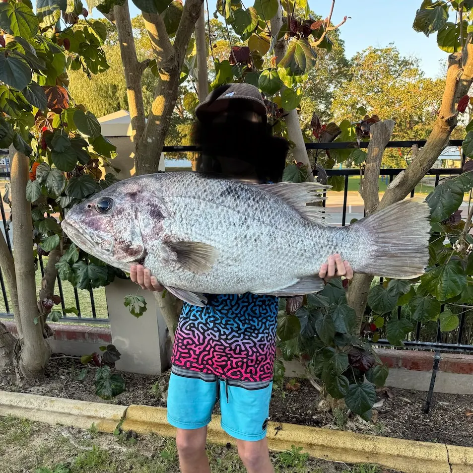 The most recent Westralian jewfish catches on Fishbrain