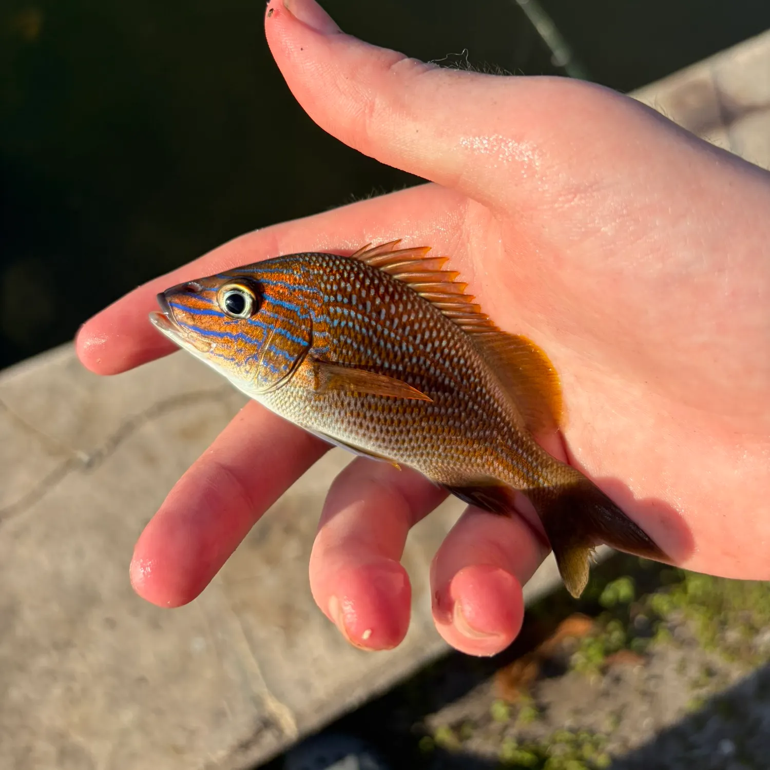 catch