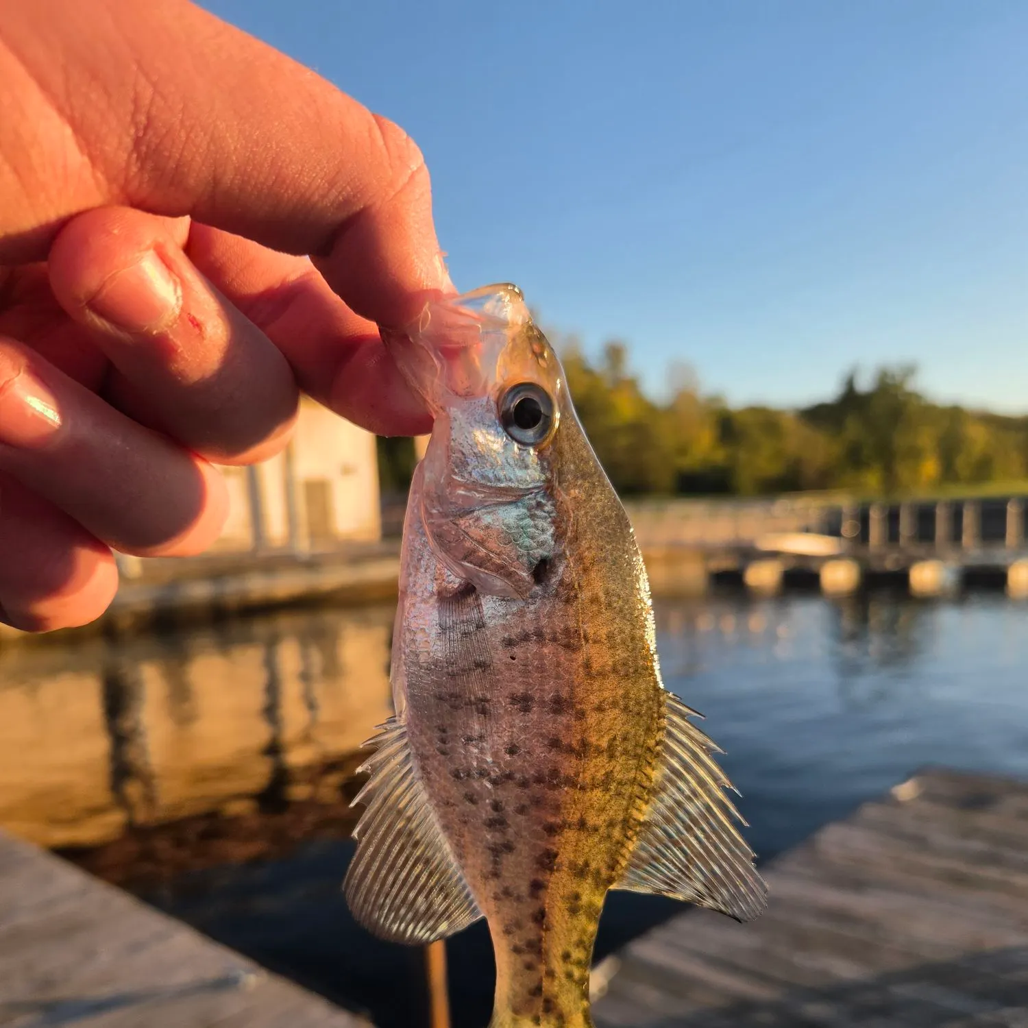 White crappie caught on Fishbrain