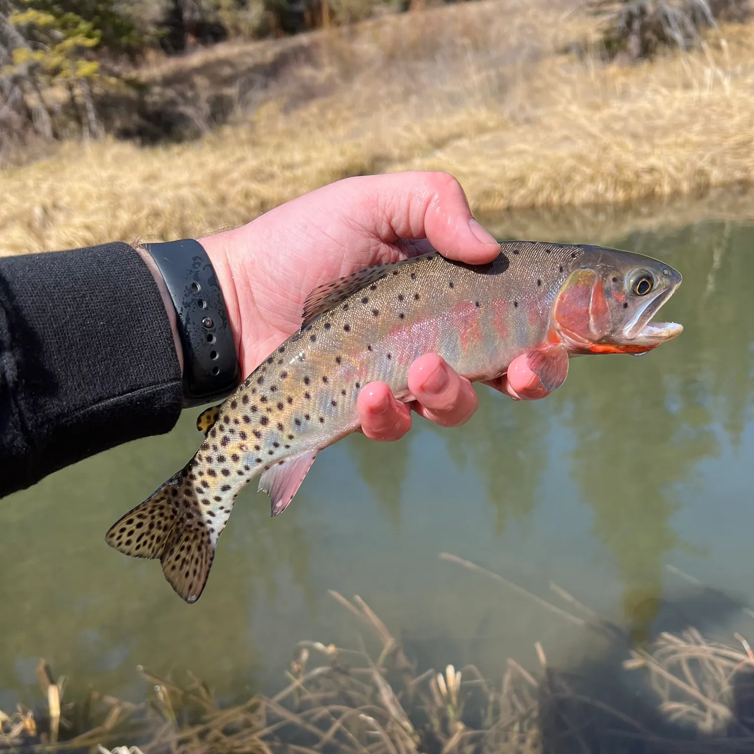 The most recent Colorado river cutthroat trout catches on Fishbrain