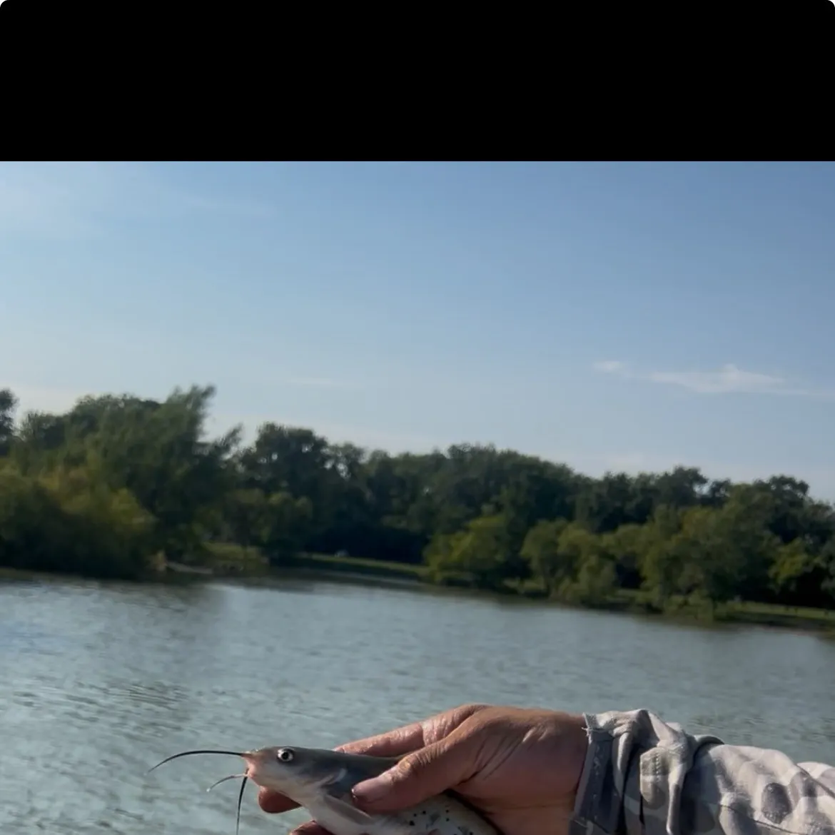 Channel catfish caught on Fishbrain