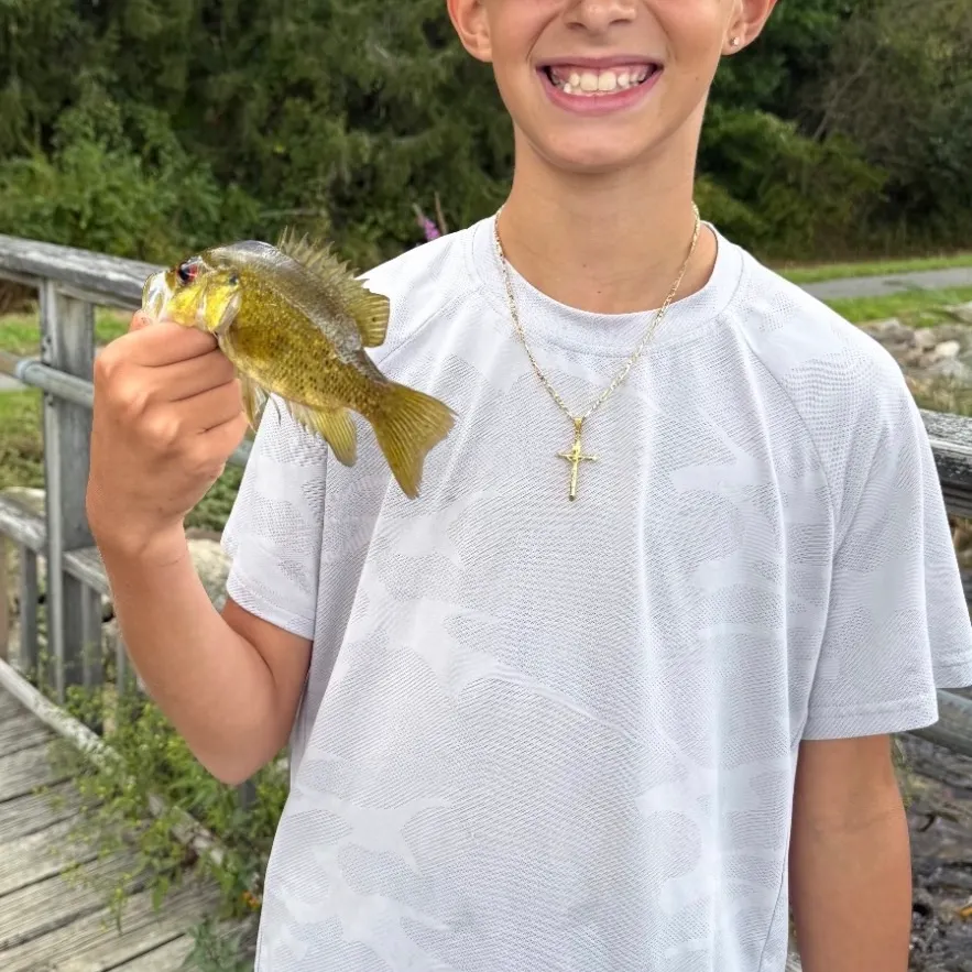 Warmouth caught on Fishbrain