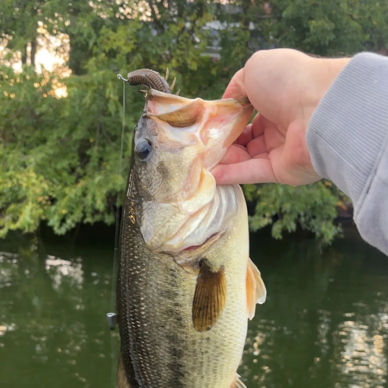 Largemouth bass caught on Fishbrain