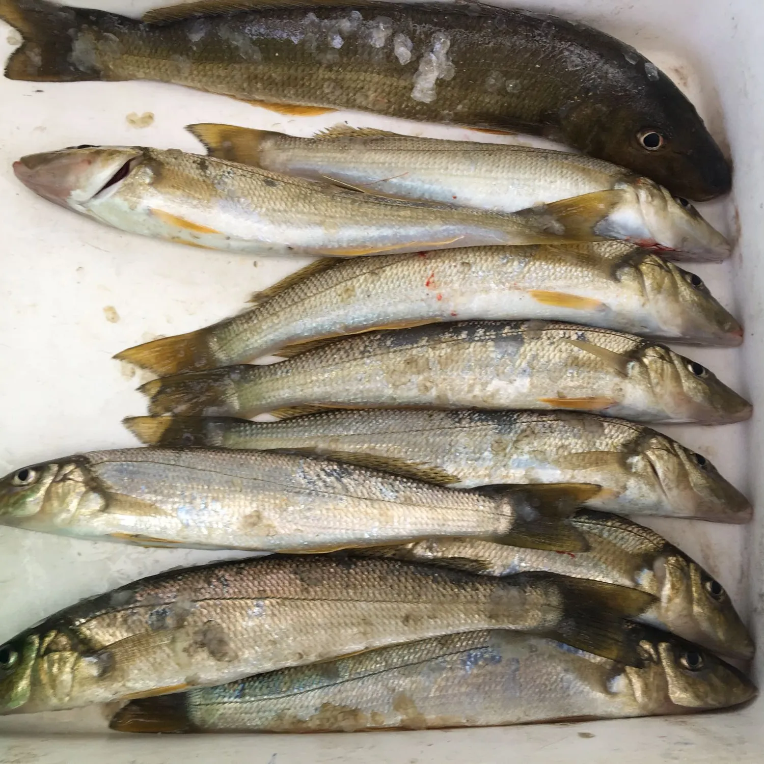 recently logged catches