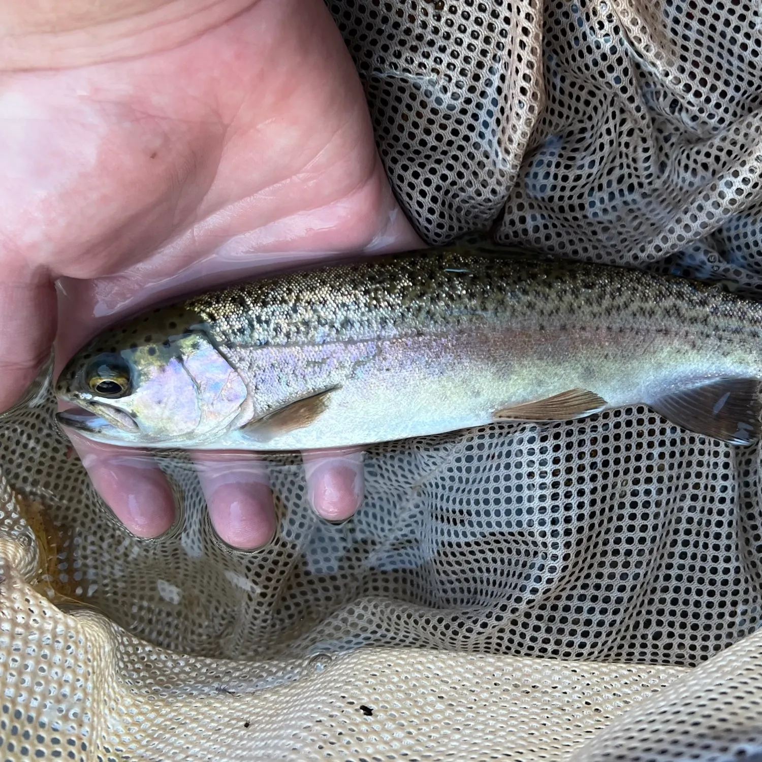 Rainbow trout caught on Fishbrain