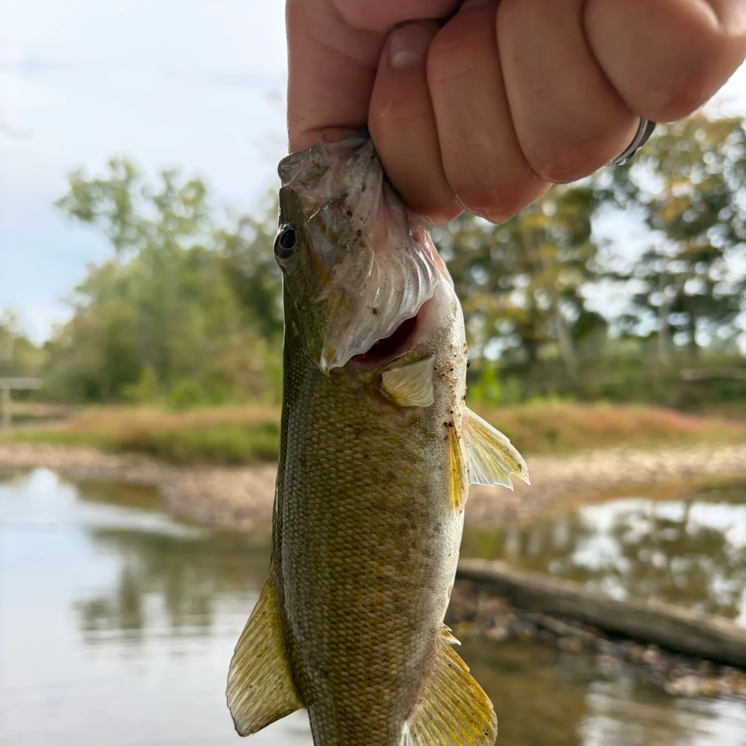 Smallmouth bass caught on Fishbrain