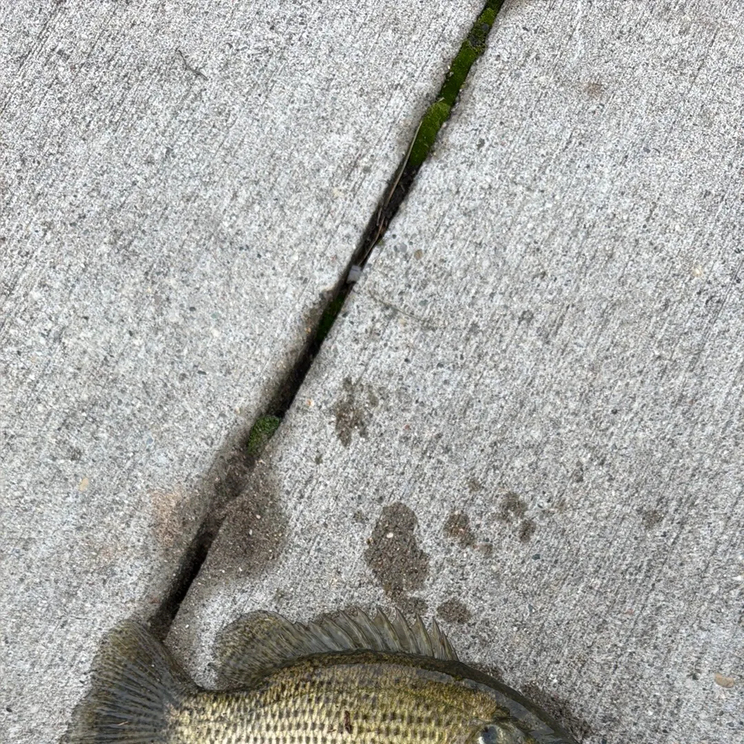 Rock bass caught on Fishbrain