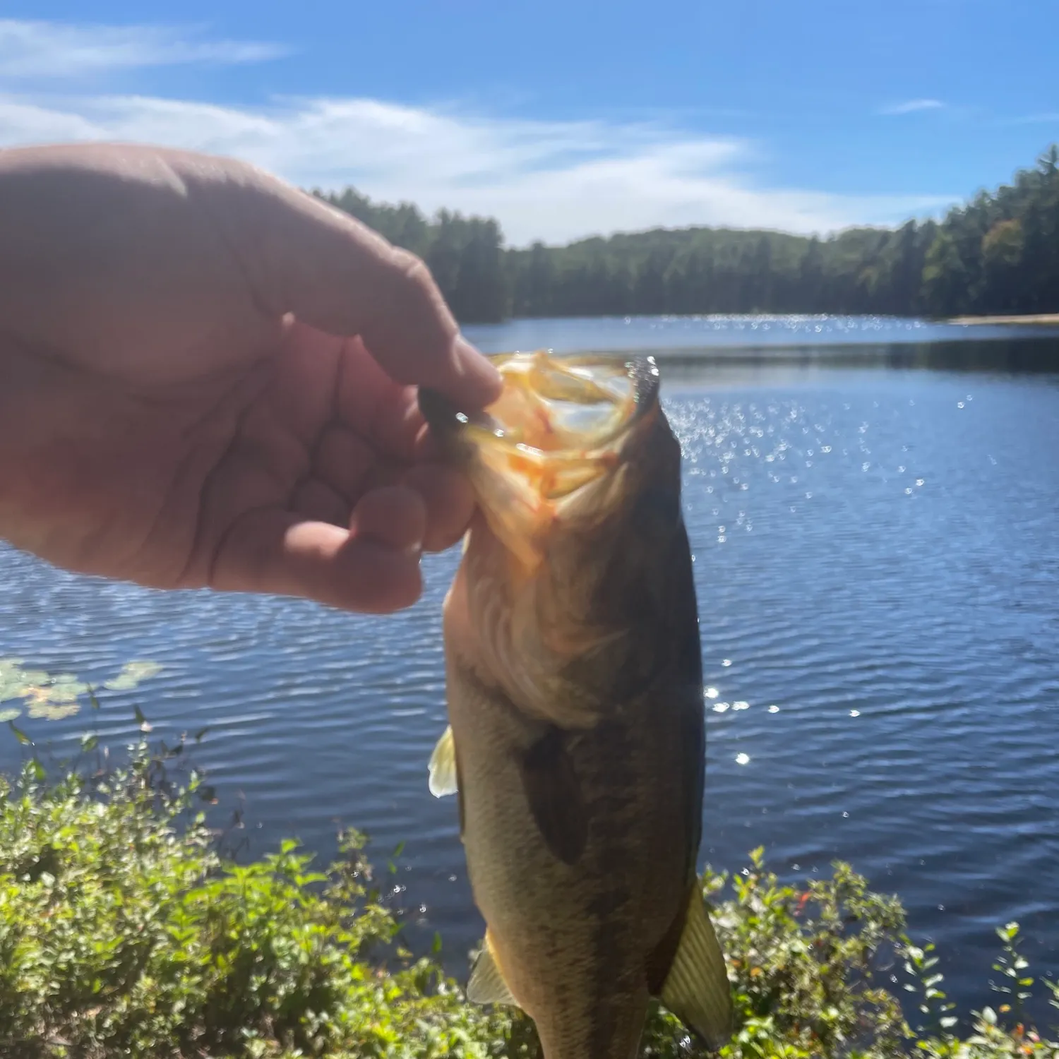 Largemouth bass caught on Fishbrain