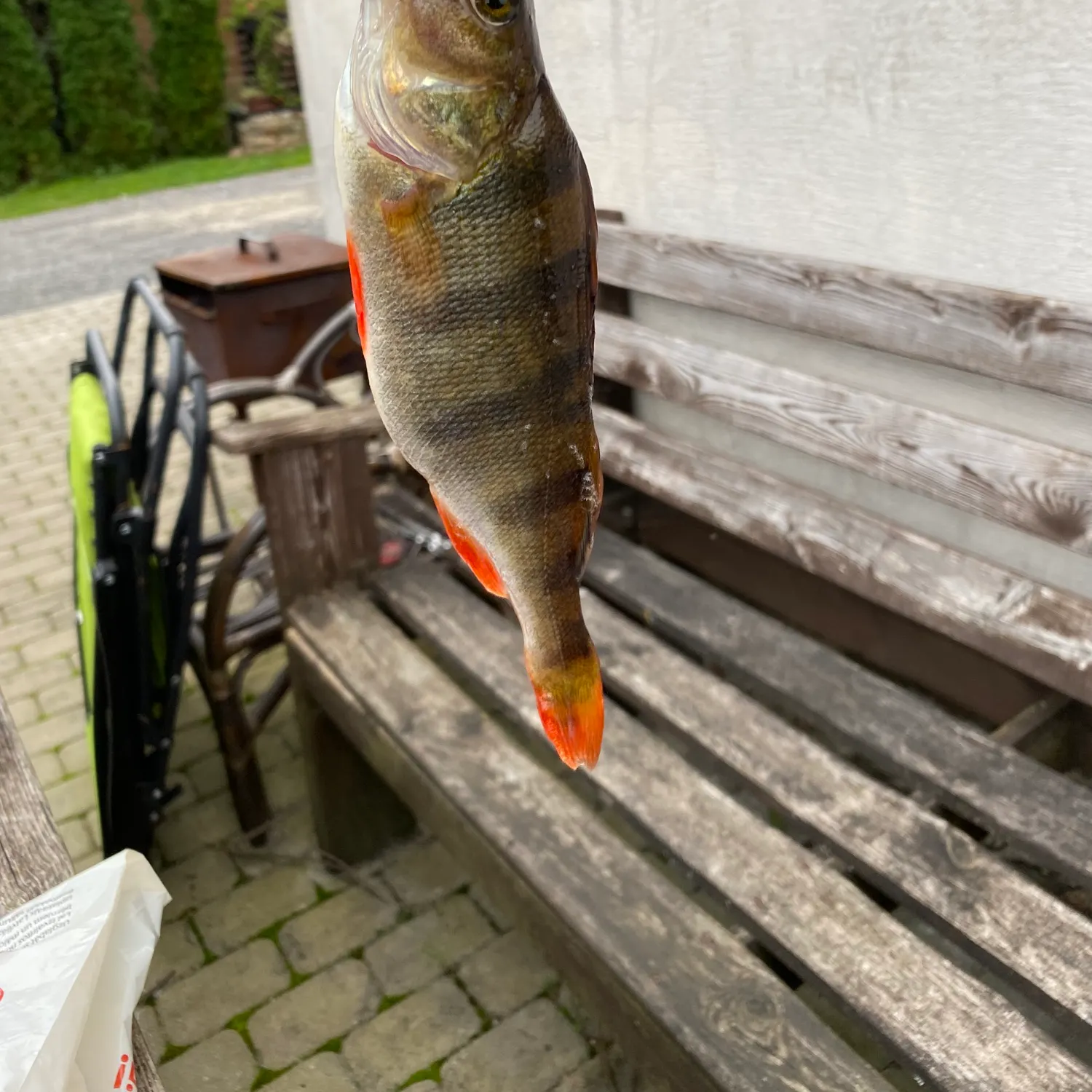 European perch caught on Fishbrain