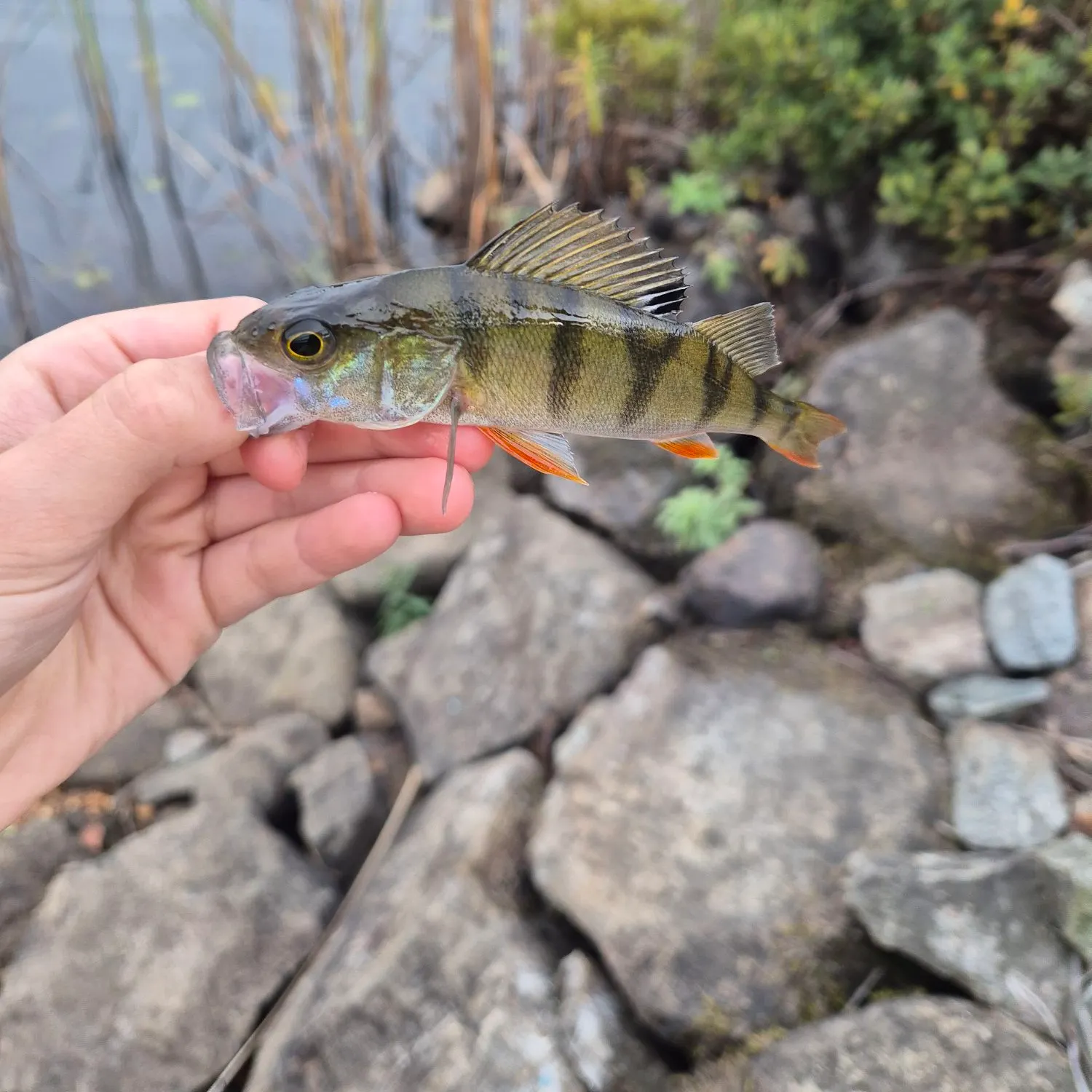 Fish caught on Fishbrain