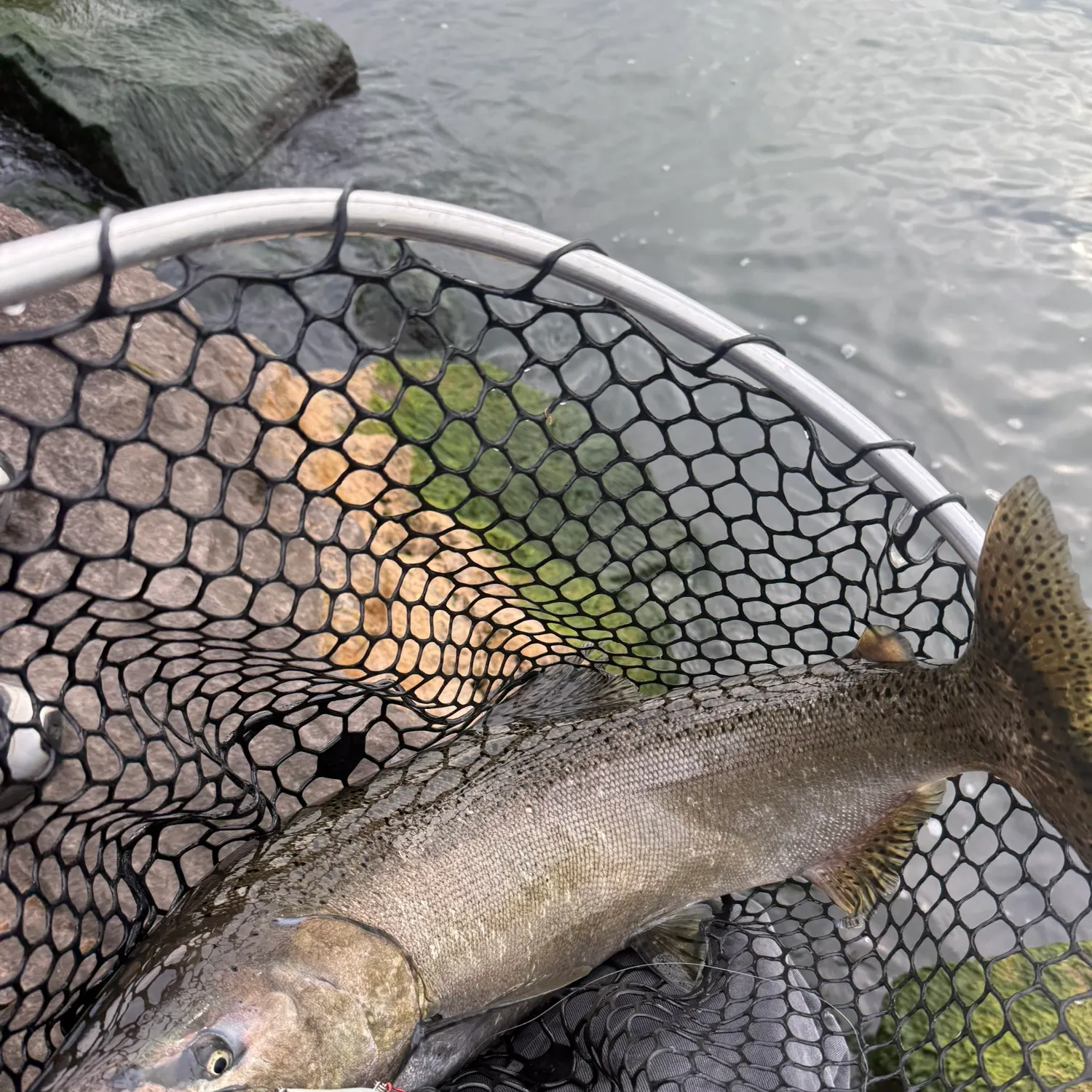 Chinook salmon caught on Fishbrain