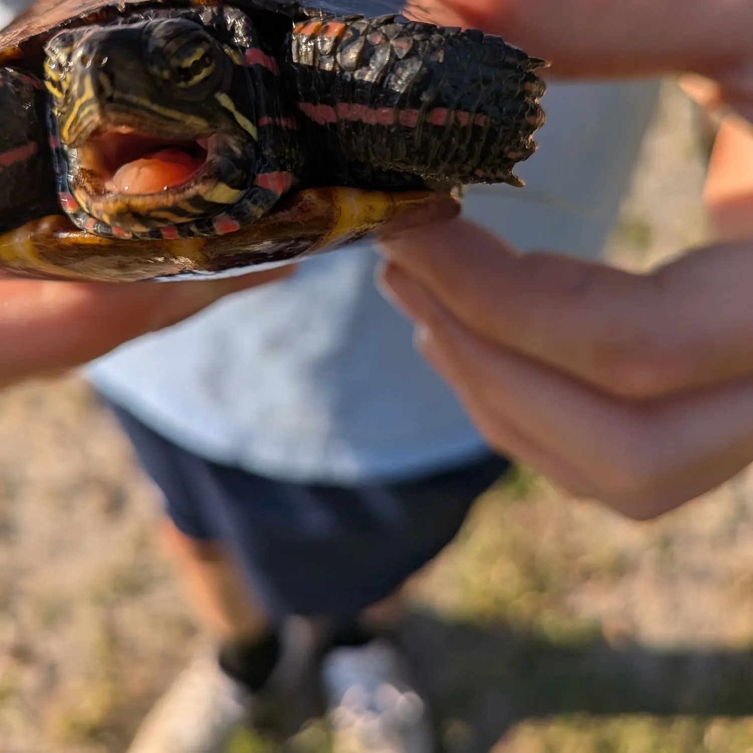 The most recent Painted turtle catches on Fishbrain