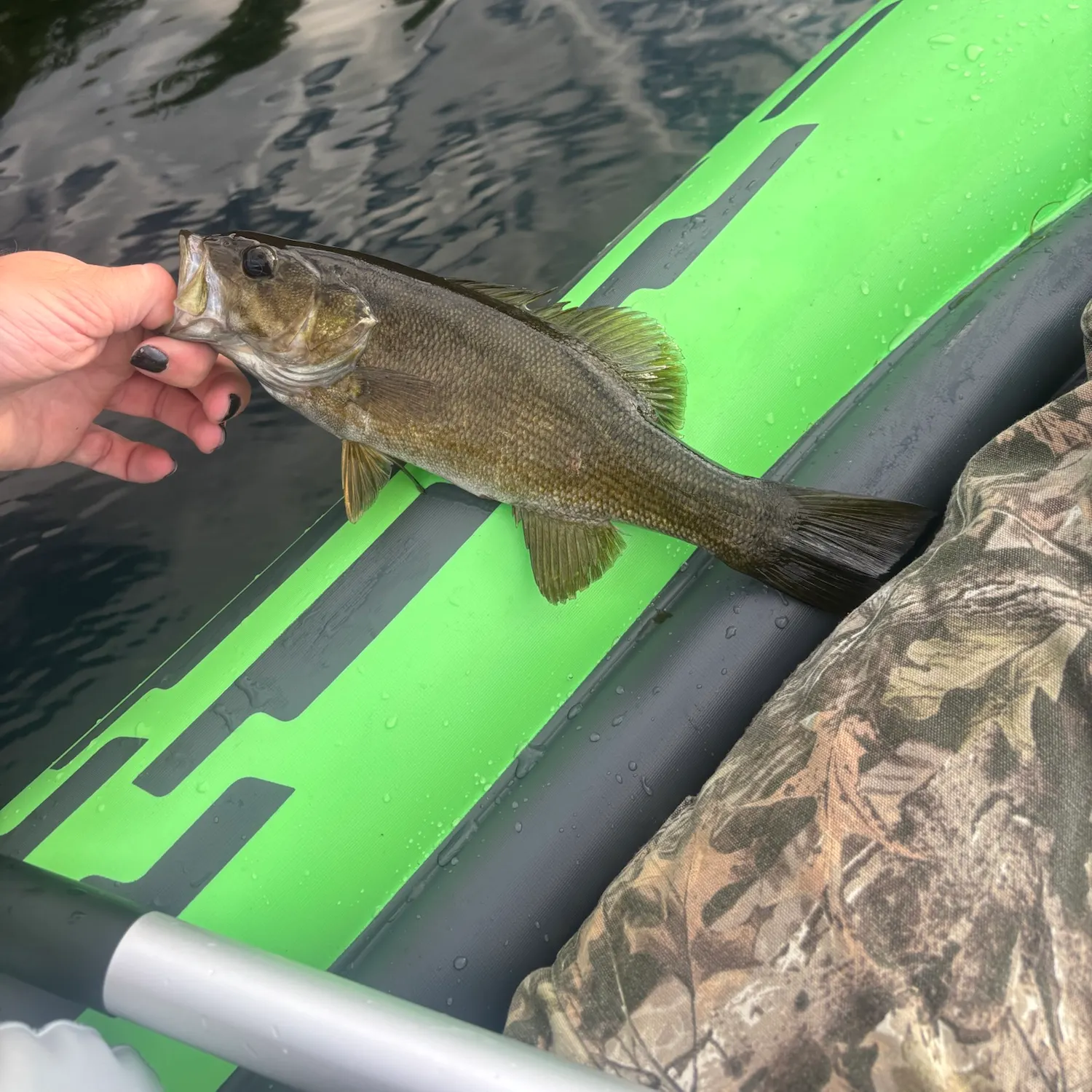 recently logged catches