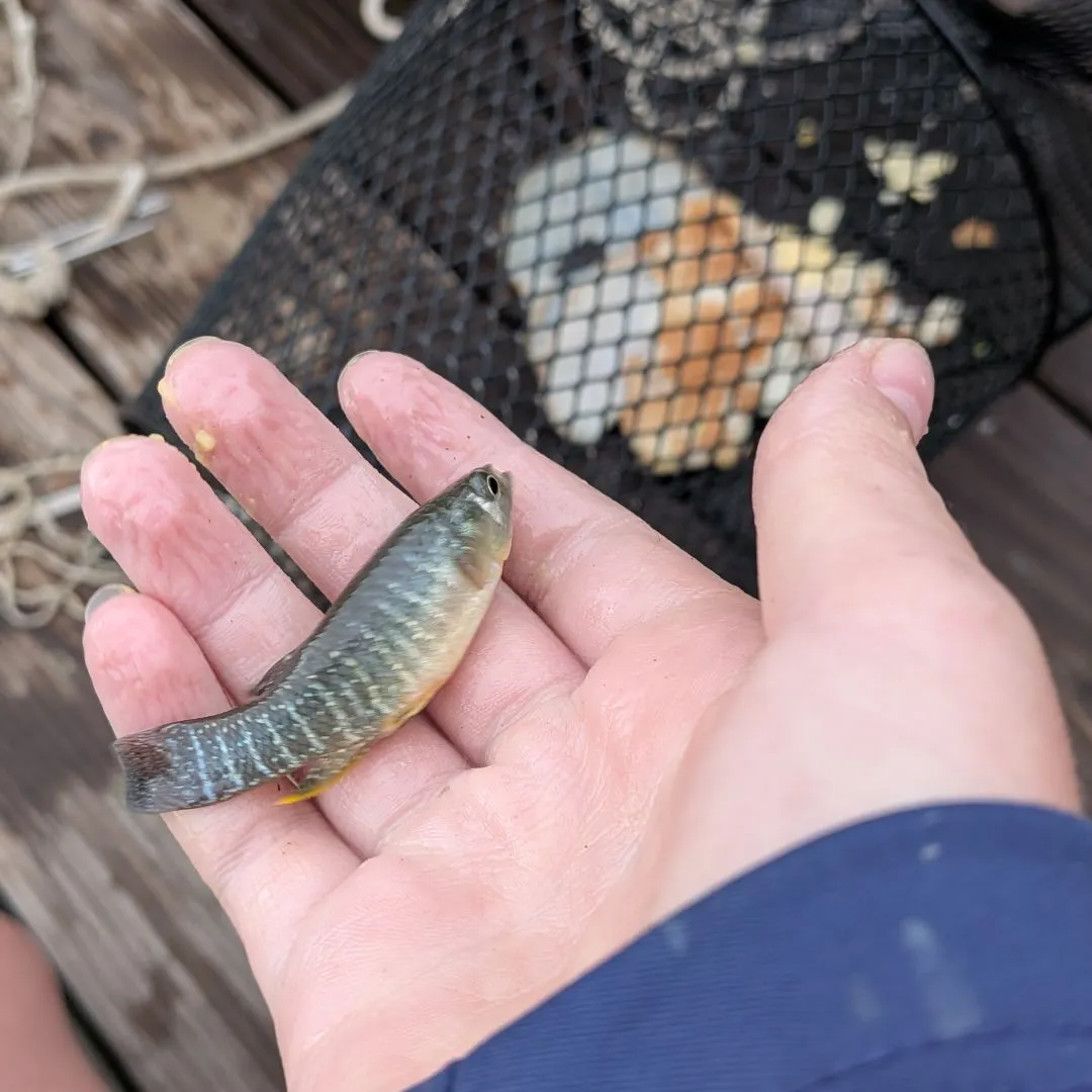 The most recent Gulf killifish catches on Fishbrain
