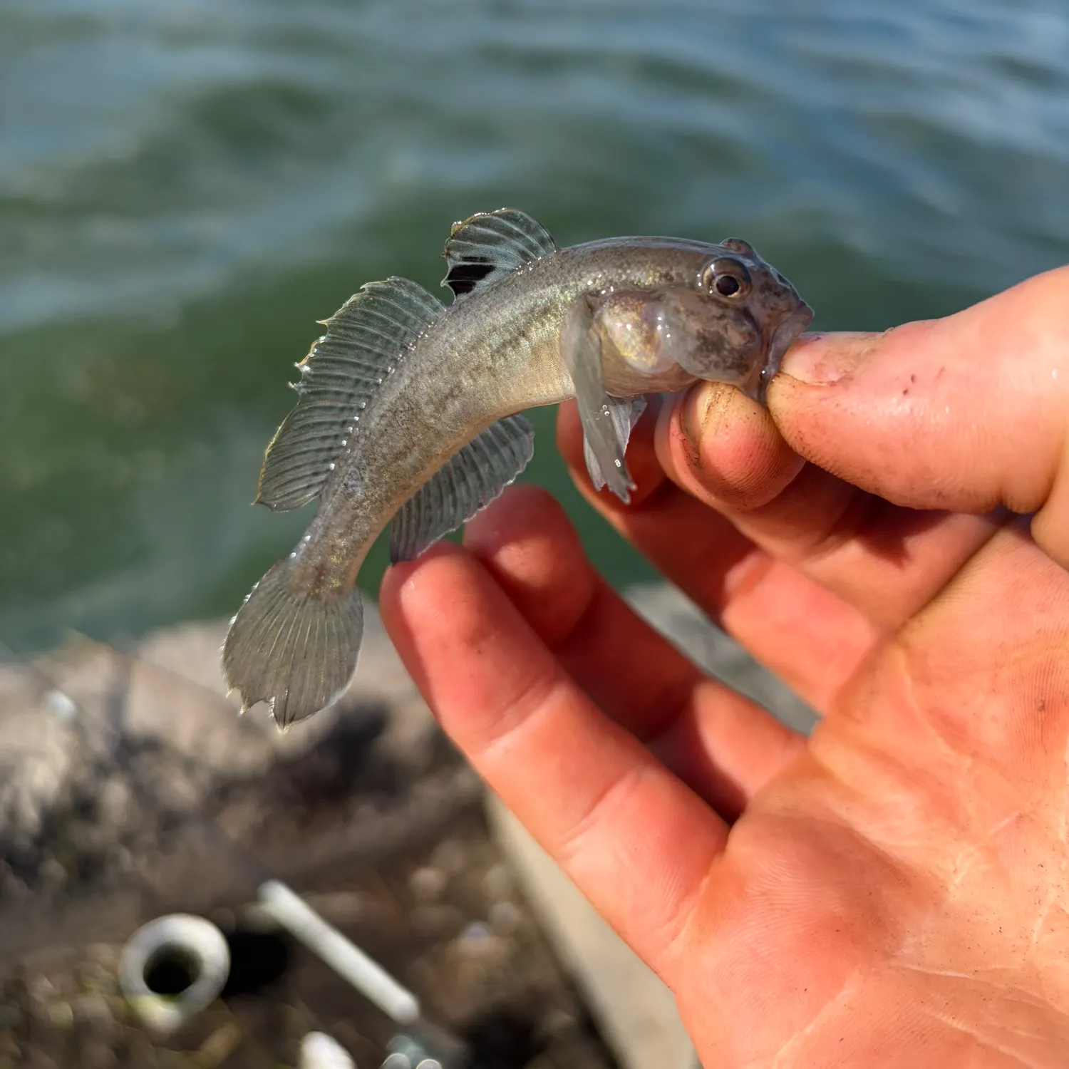 The most recent Round goby catches on Fishbrain