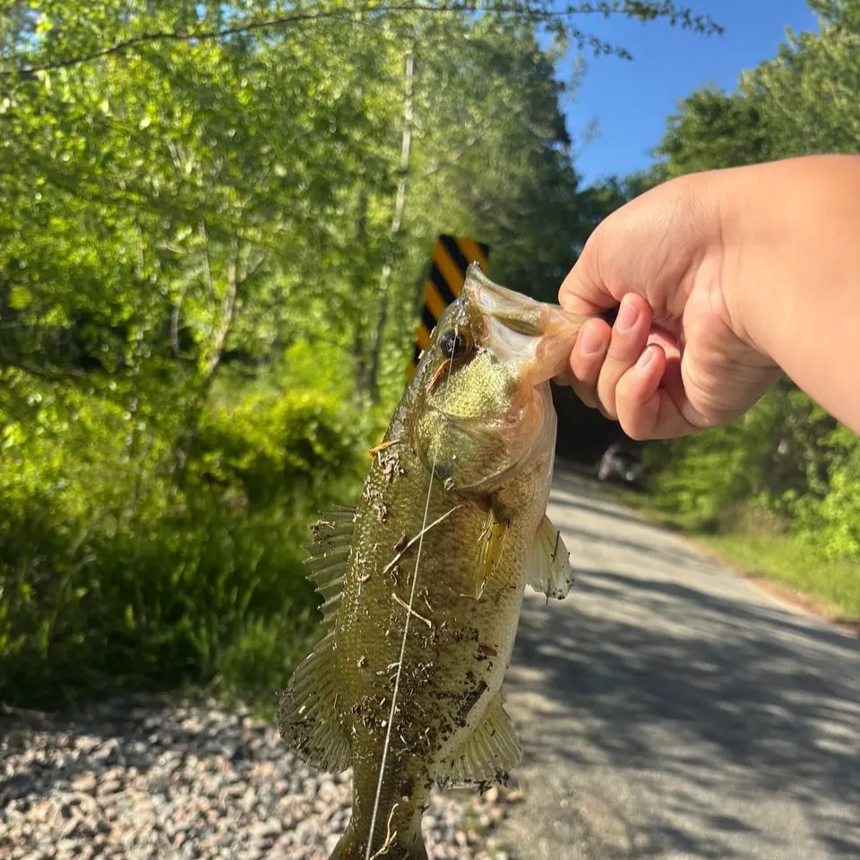 Fish caught on Fishbrain