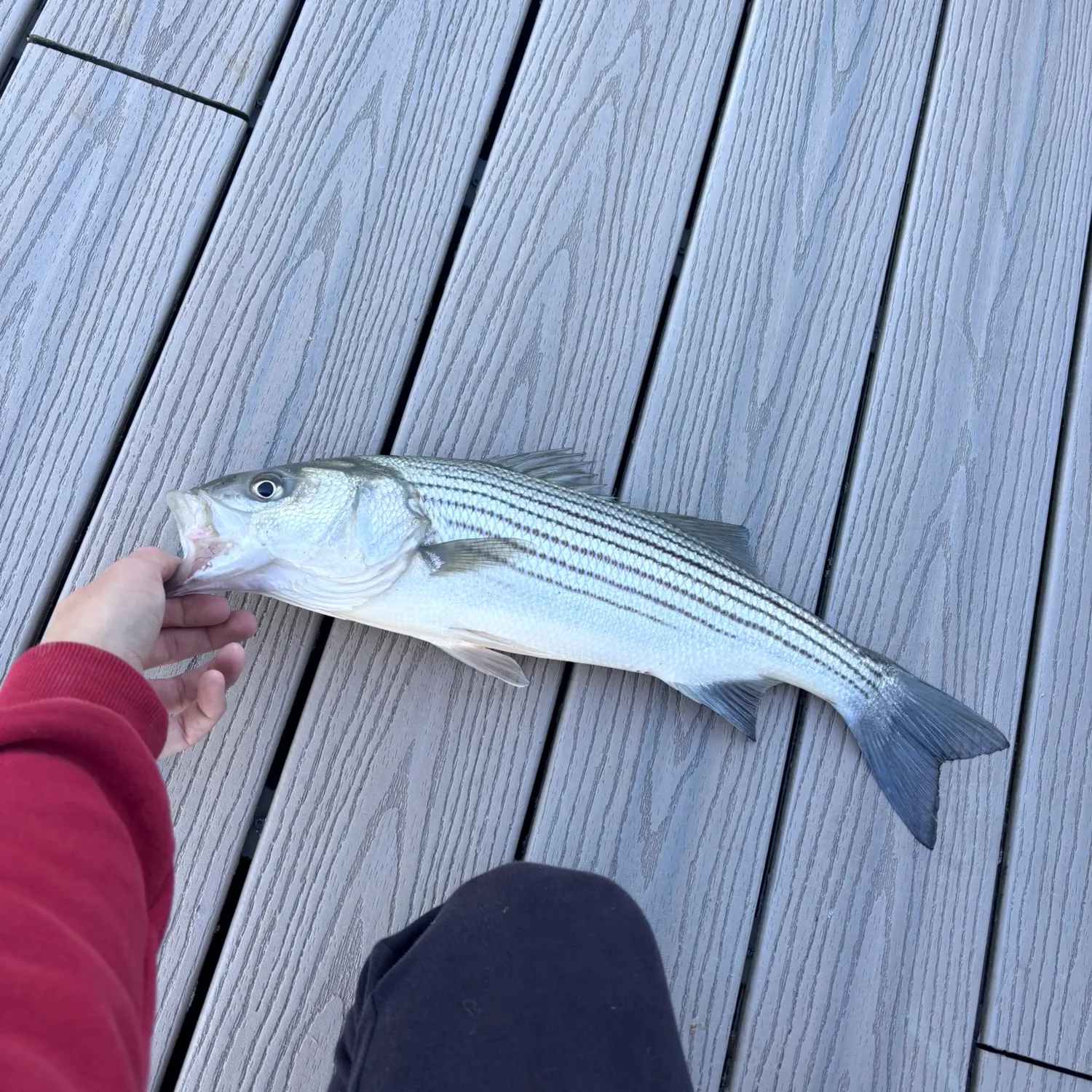 Striped bass caught on Fishbrain