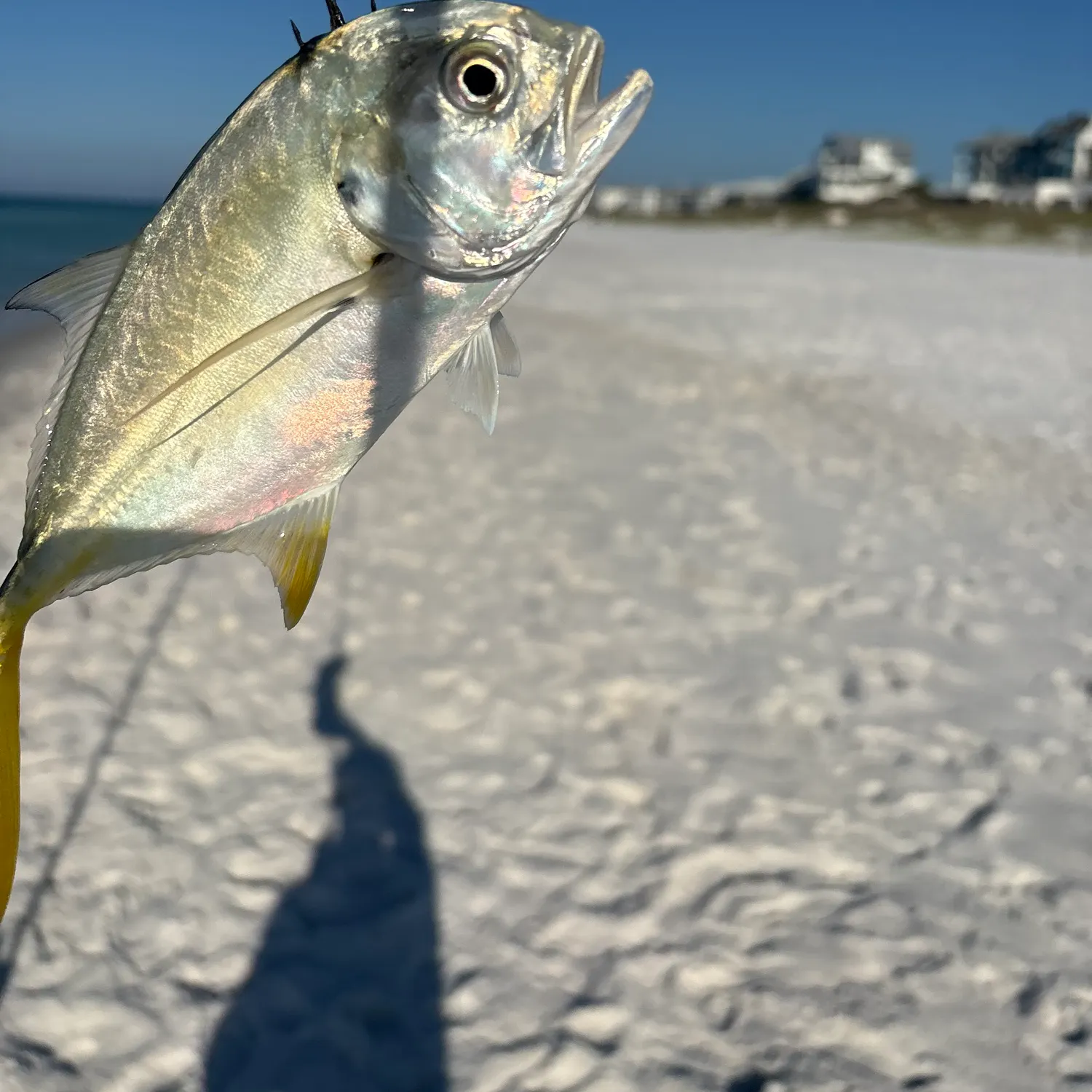 Crevalle jack caught on Fishbrain