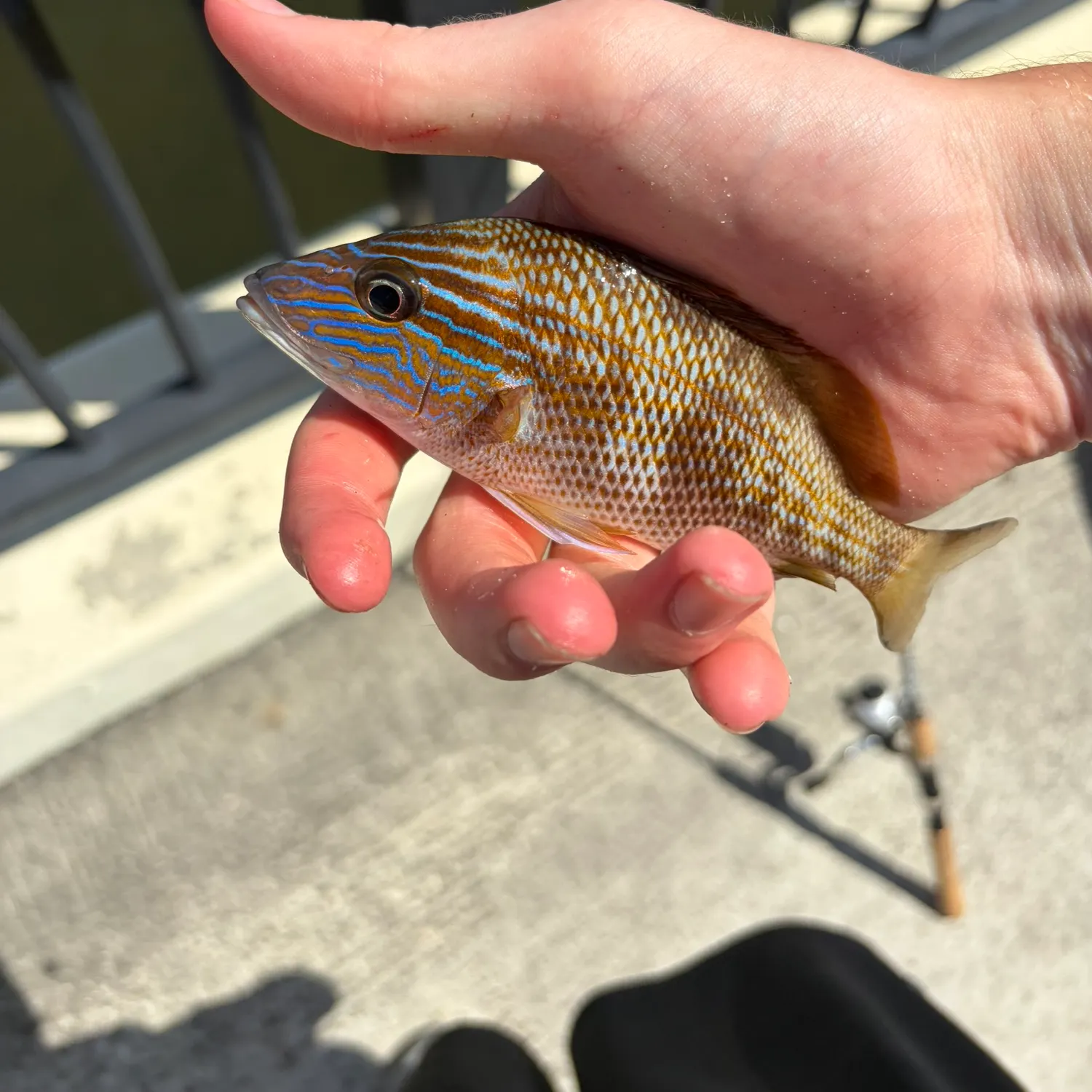 The most recent White grunt catches on Fishbrain