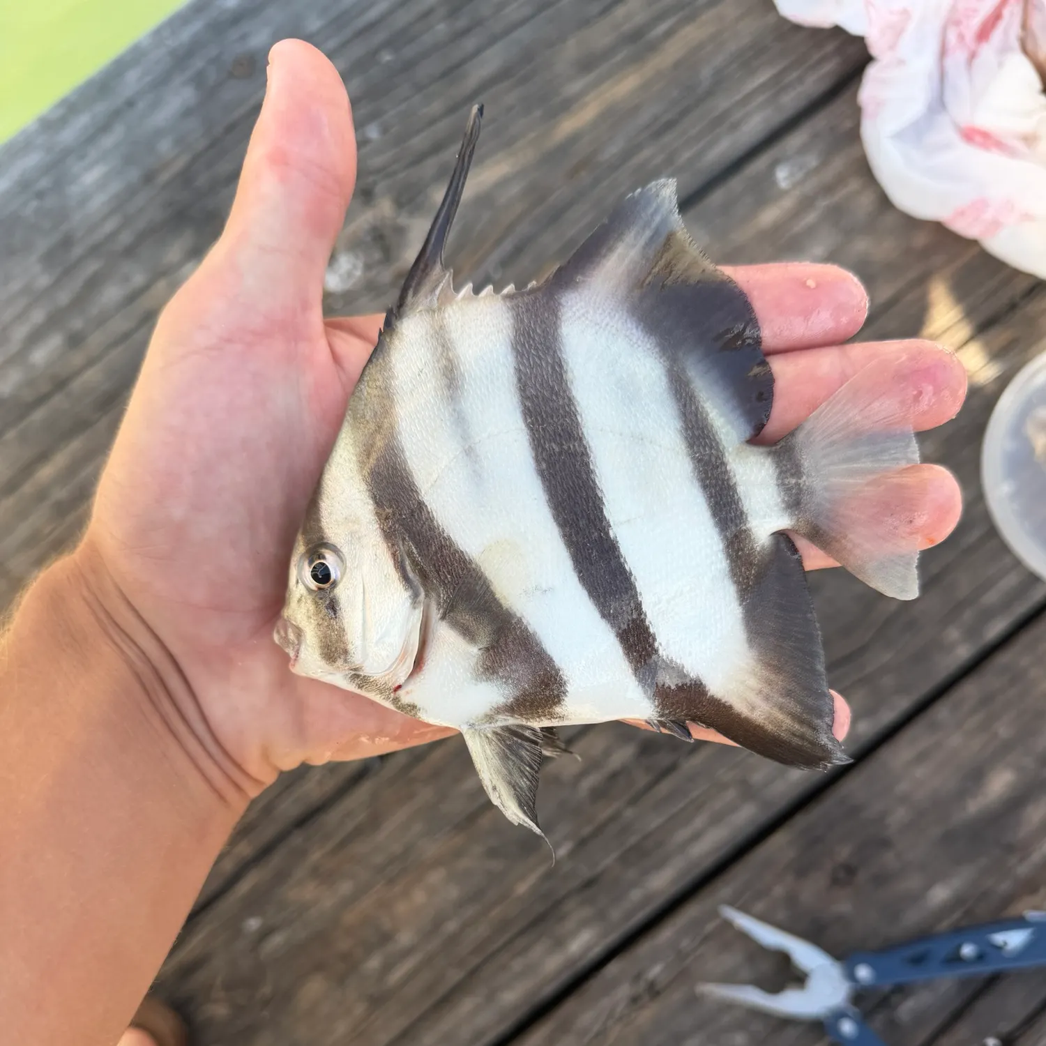 Atlantic spadefish caught on Fishbrain