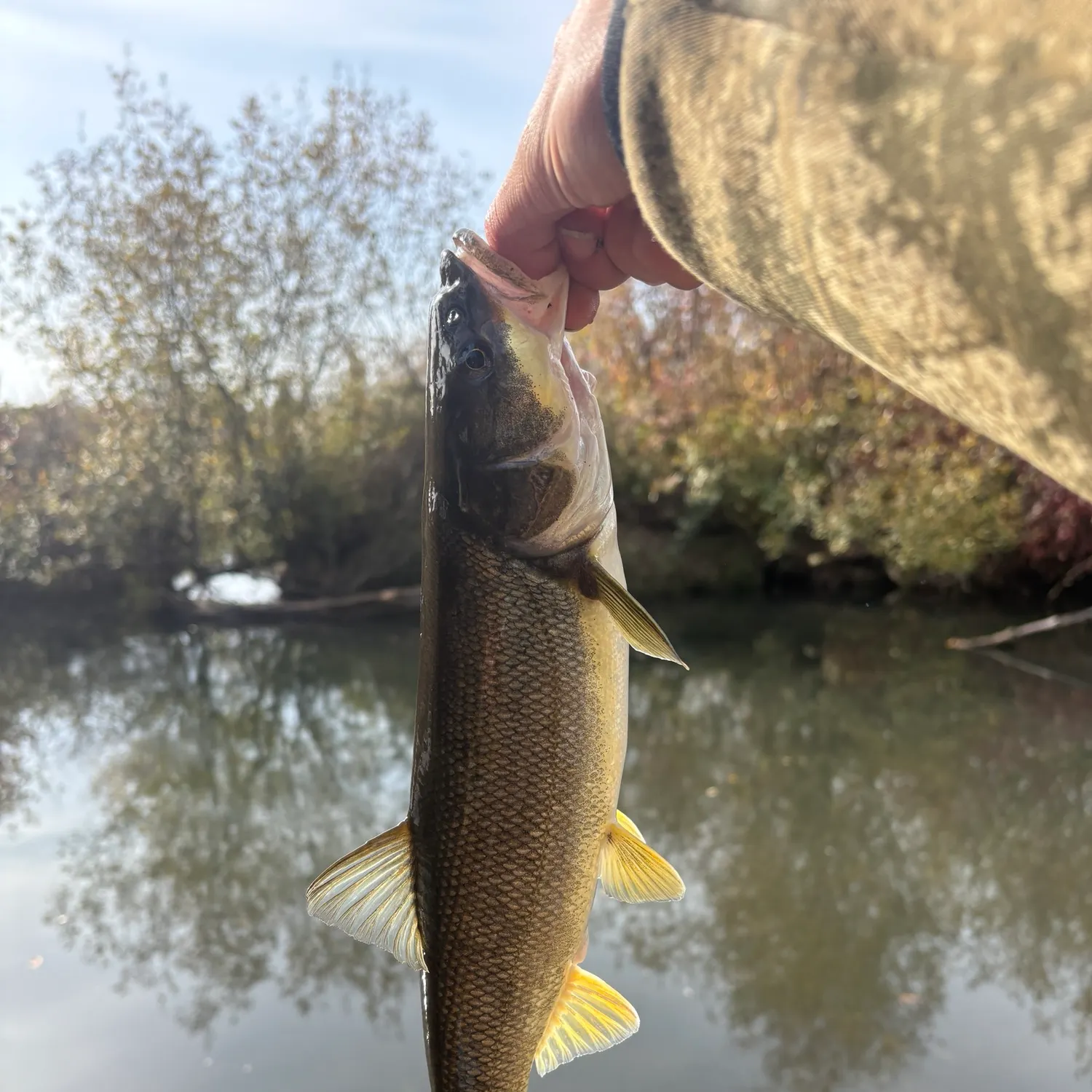 Northern pikeminnow caught on Fishbrain