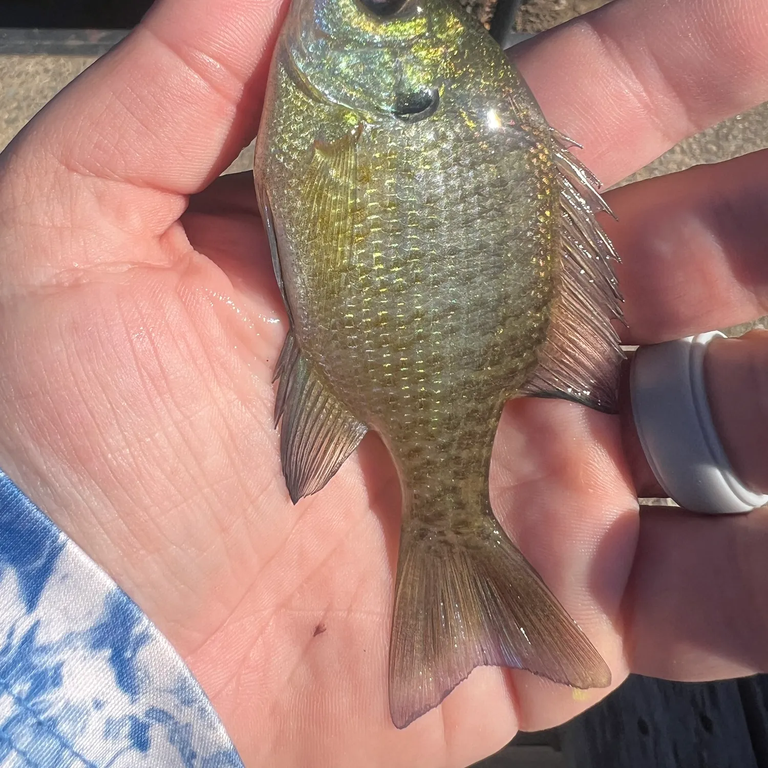 Bluegill caught on Fishbrain