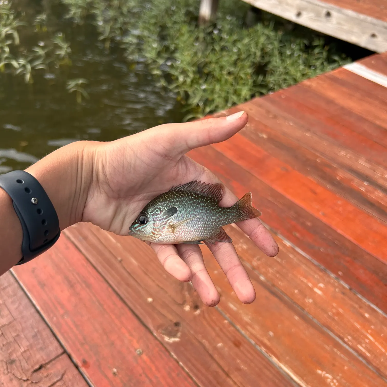 catch