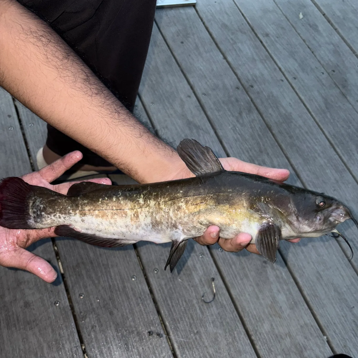 Brown bullhead caught on Fishbrain
