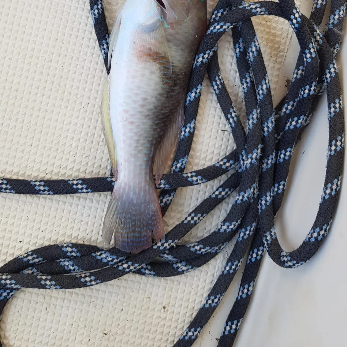 The most recent Ember parrotfish catches on Fishbrain