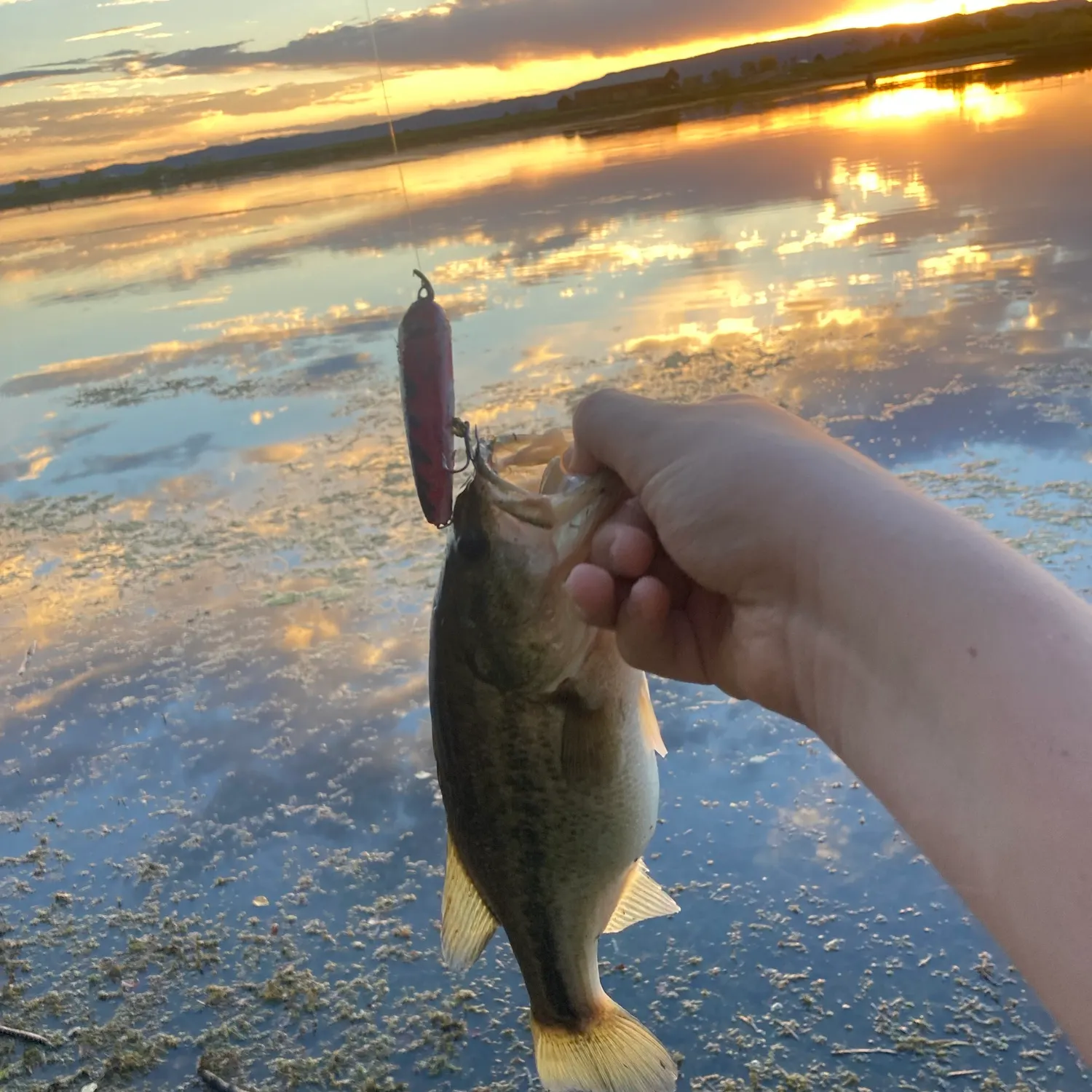 Largemouth bass caught on Fishbrain