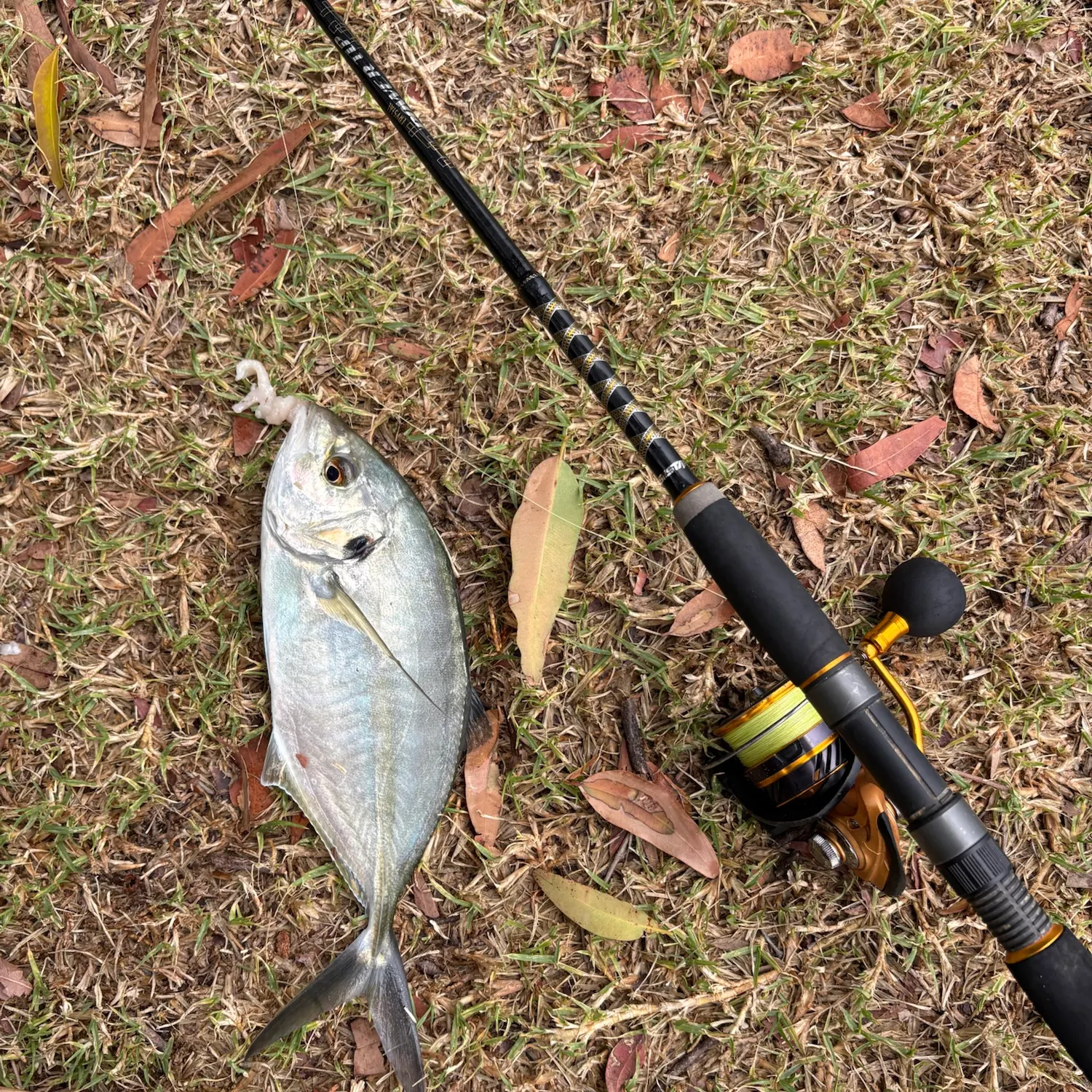 White trevally caught on Fishbrain