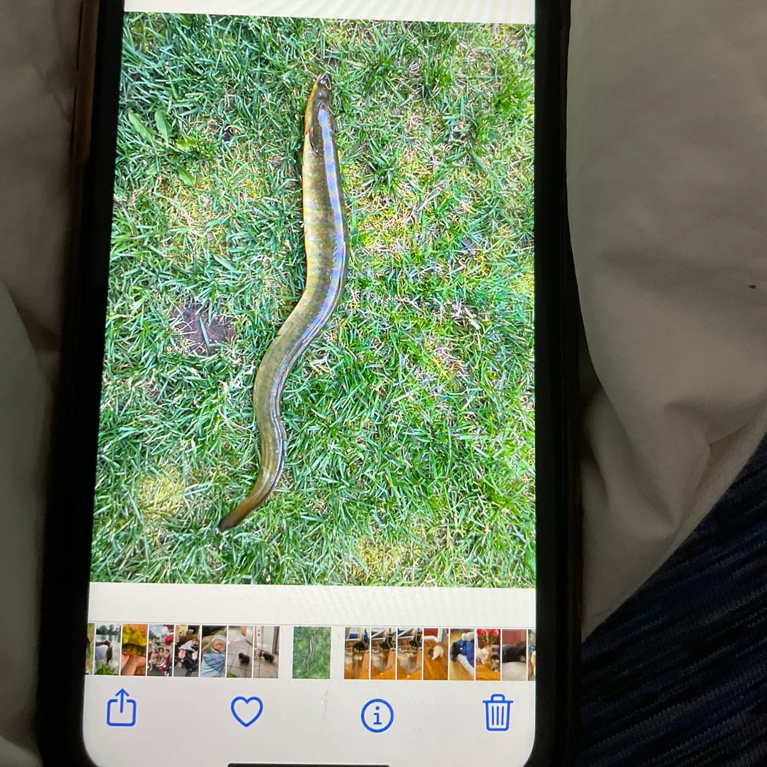 recently logged catches